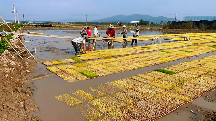 勐海县勐养村：党组织领办合作社，“一粒米”里说丰年