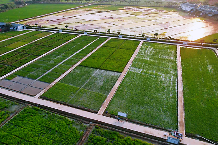 勐海县勐养村：党组织领办合作社，“一粒米”里说丰年