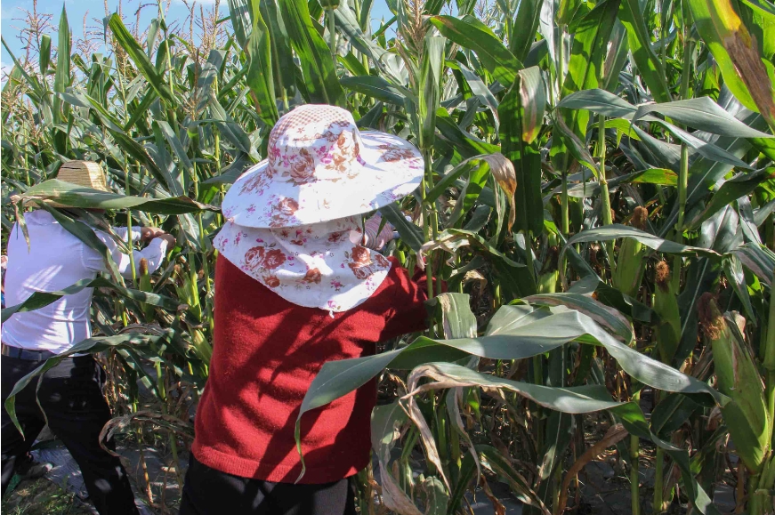 有一种叫云南的生活·一种“象”往的幸福｜勐阿镇：小糯玉米成为助农增收大产业