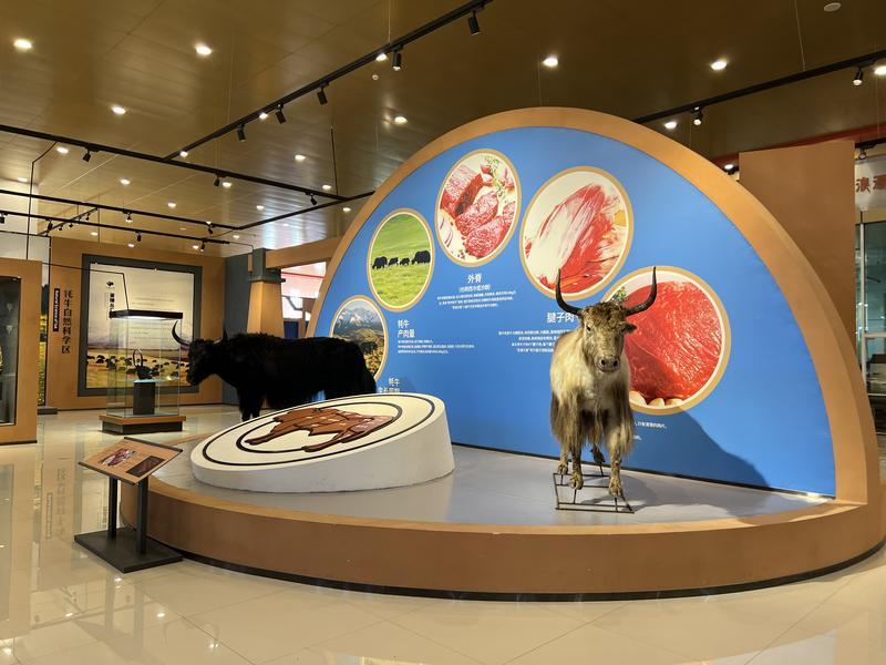 富裕美丽之城 和谐香格里拉 | 走进一座牦牛博物馆