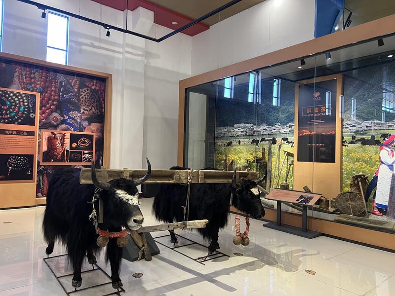 富裕美丽之城 和谐香格里拉 | 走进一座牦牛博物馆