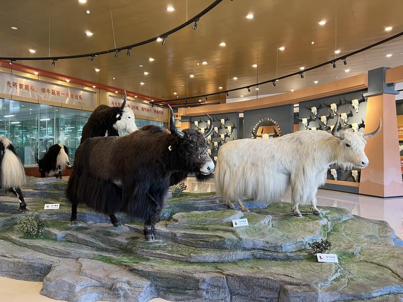 富裕美丽之城 和谐香格里拉 | 走进一座牦牛博物馆