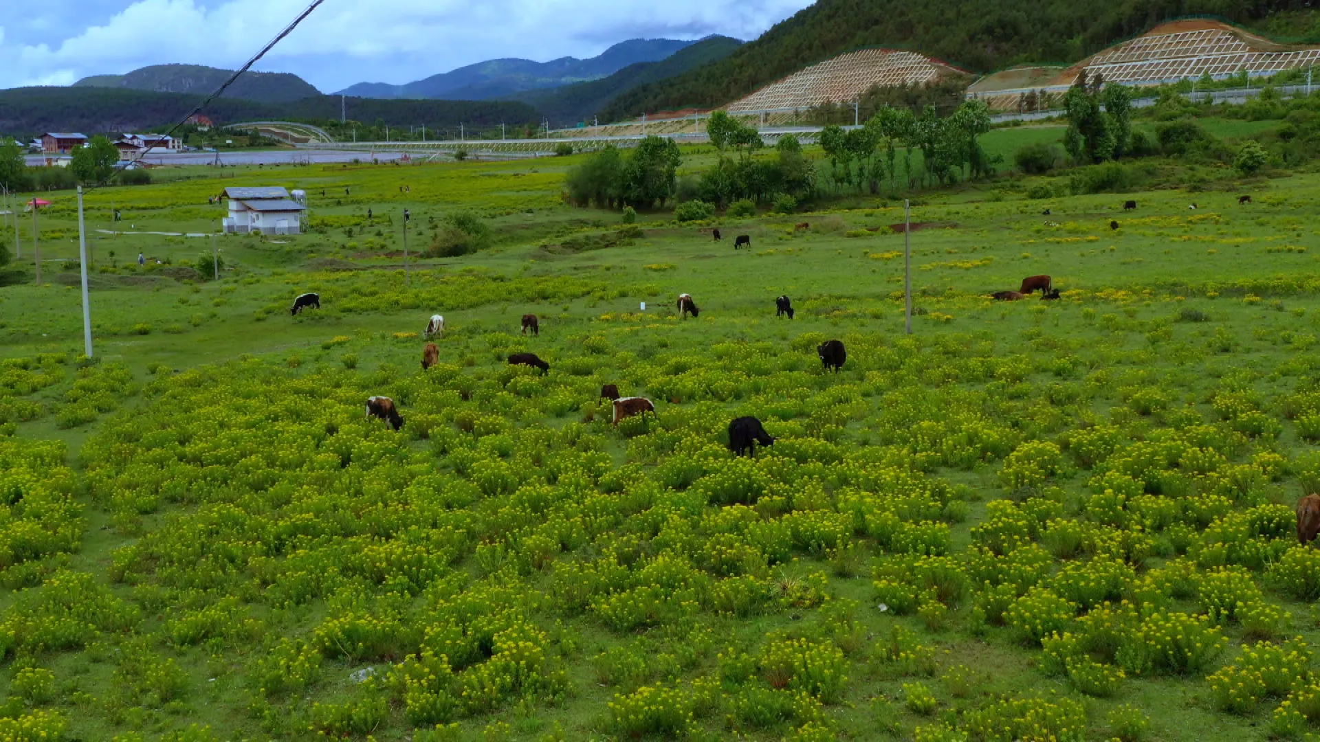 富裕美丽之城 和谐香格里拉 | 让高原特色牦牛产业“牛”起来!