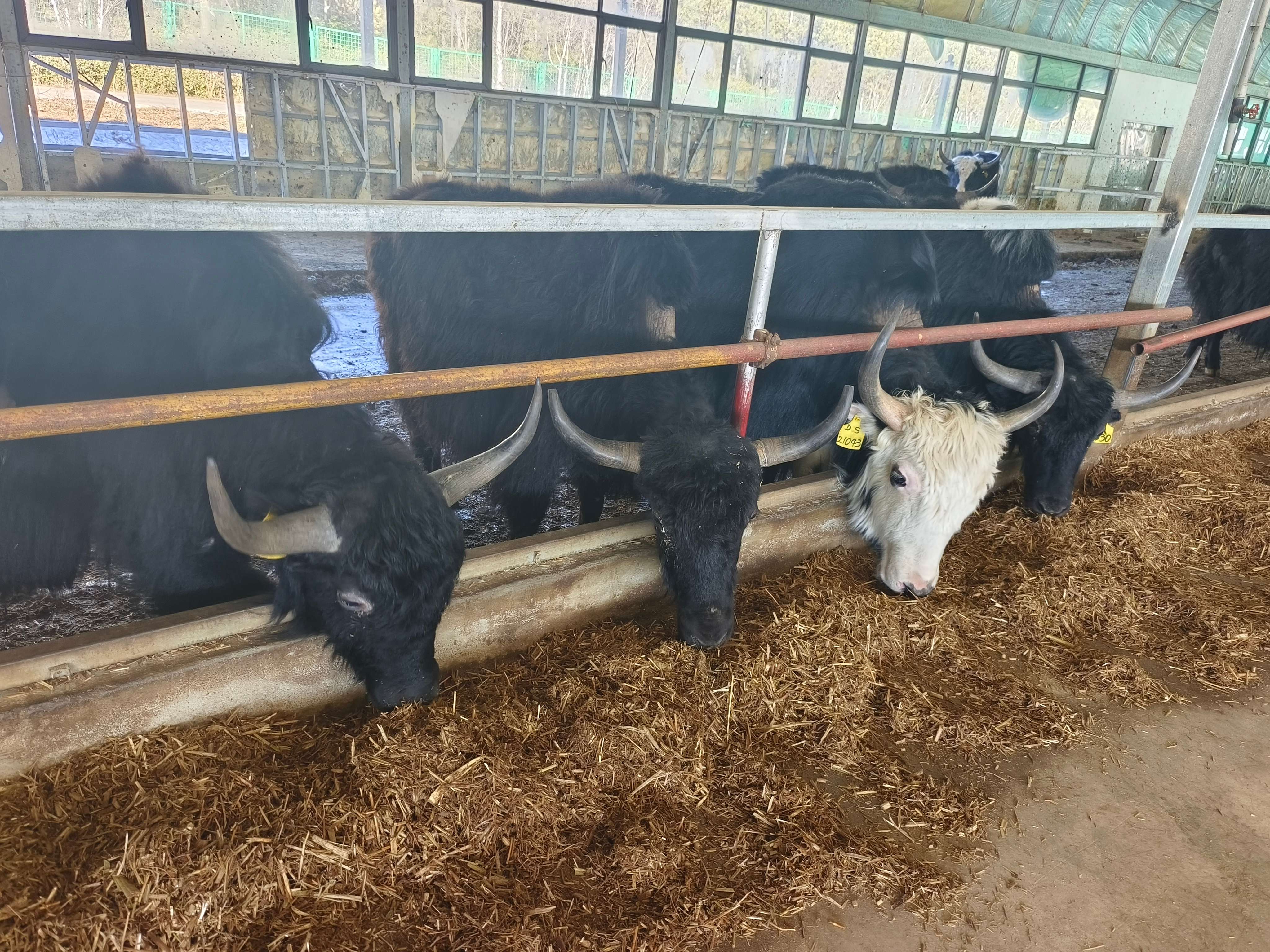 富裕美丽之城 和谐香格里拉 | 让高原特色牦牛产业“牛”起来!