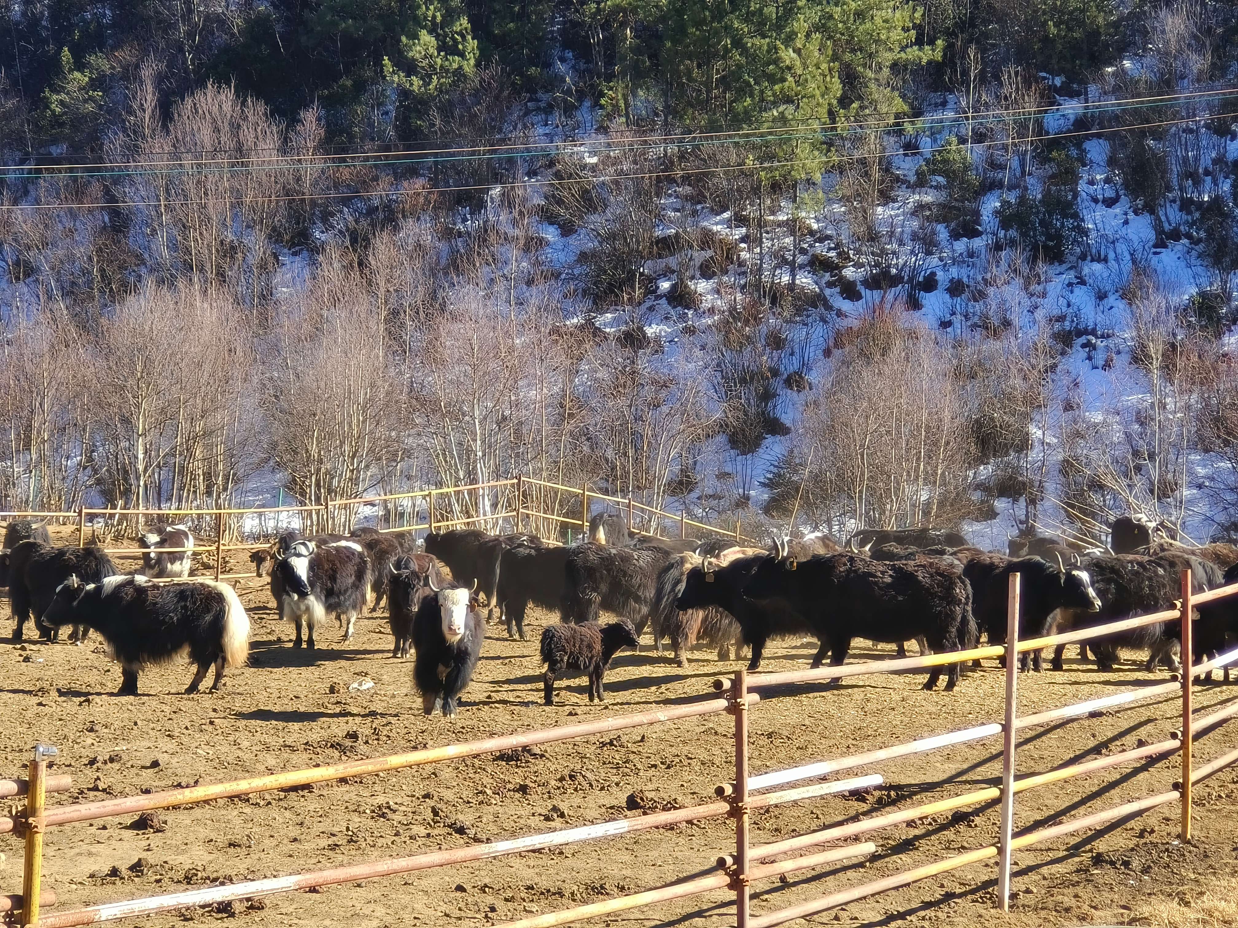 富裕美丽之城 和谐香格里拉 | 让高原特色牦牛产业“牛”起来!