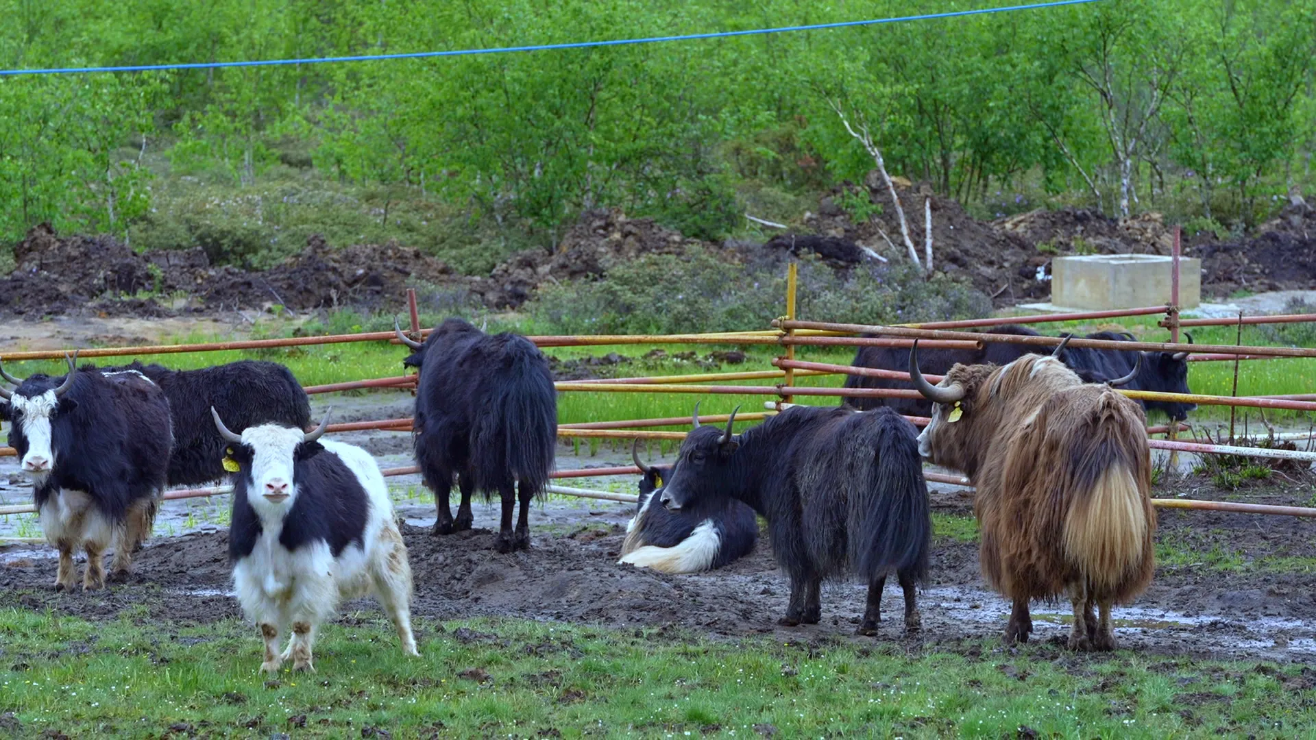 富裕美丽之城 和谐香格里拉 | 让高原特色牦牛产业“牛”起来!