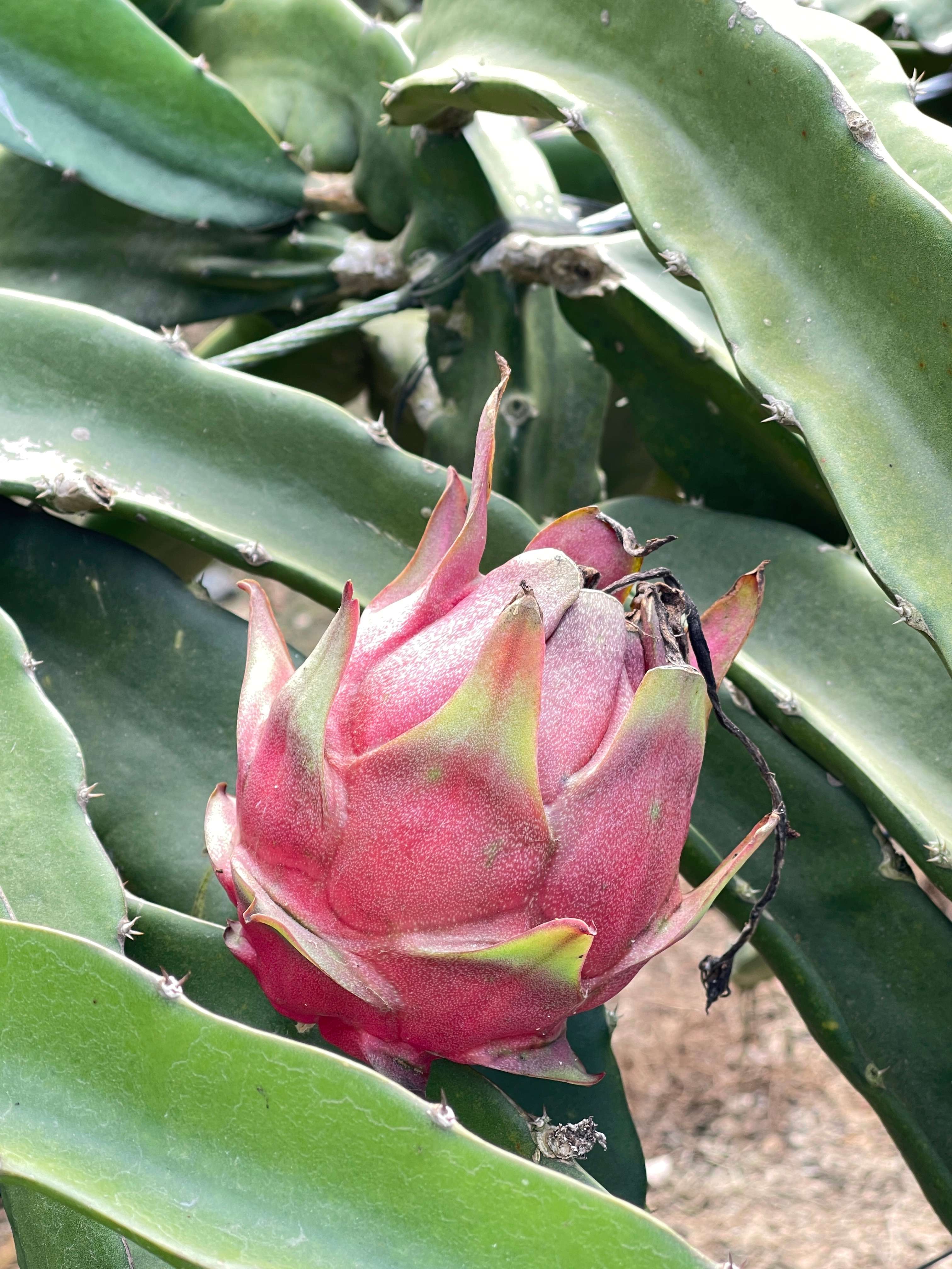 有一种叫云南的生活·一种“象”往的幸福|景哈乡：努力建设美丽边境民族之乡