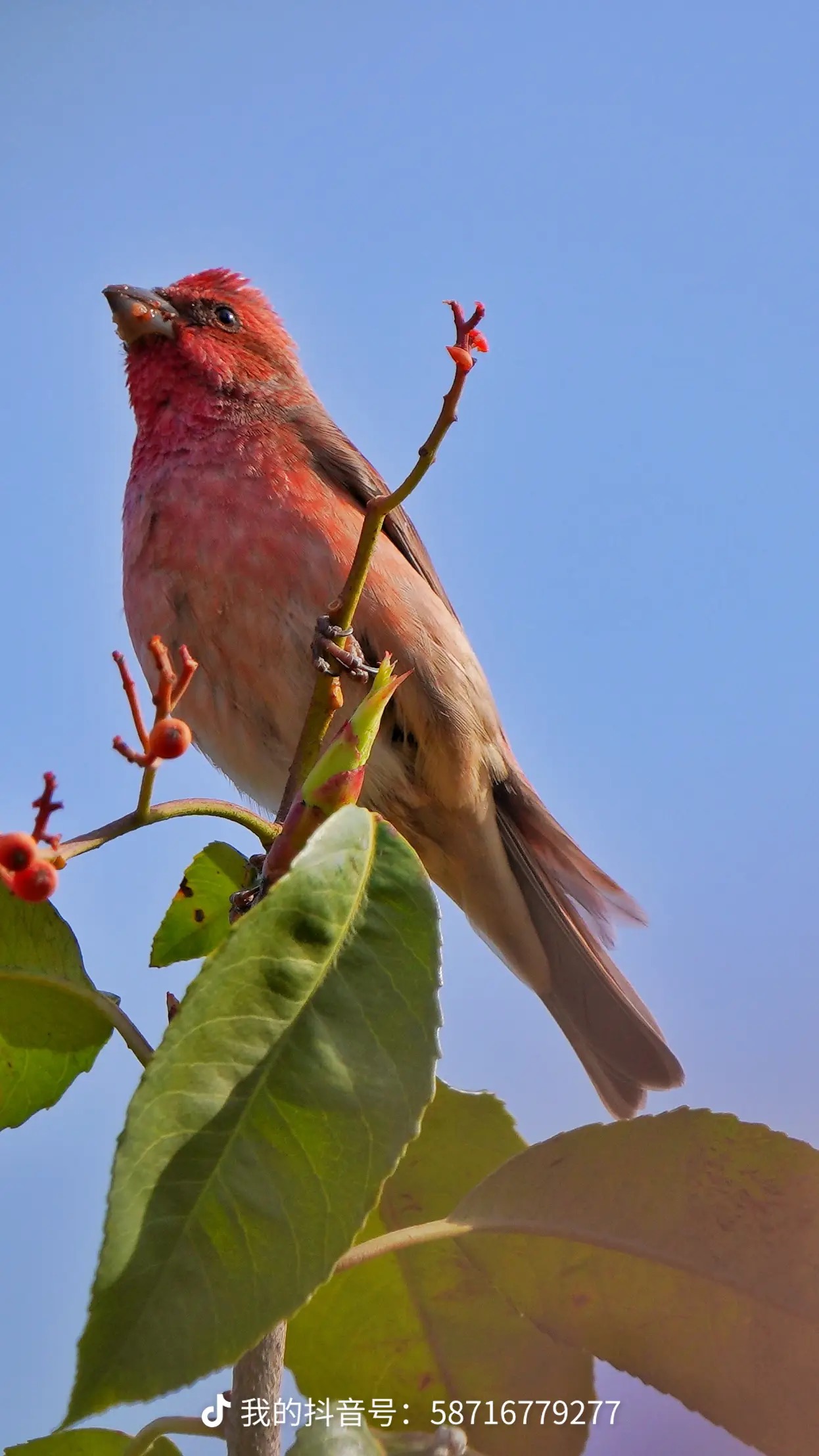 朱雀3-张毅诚  摄.jpg