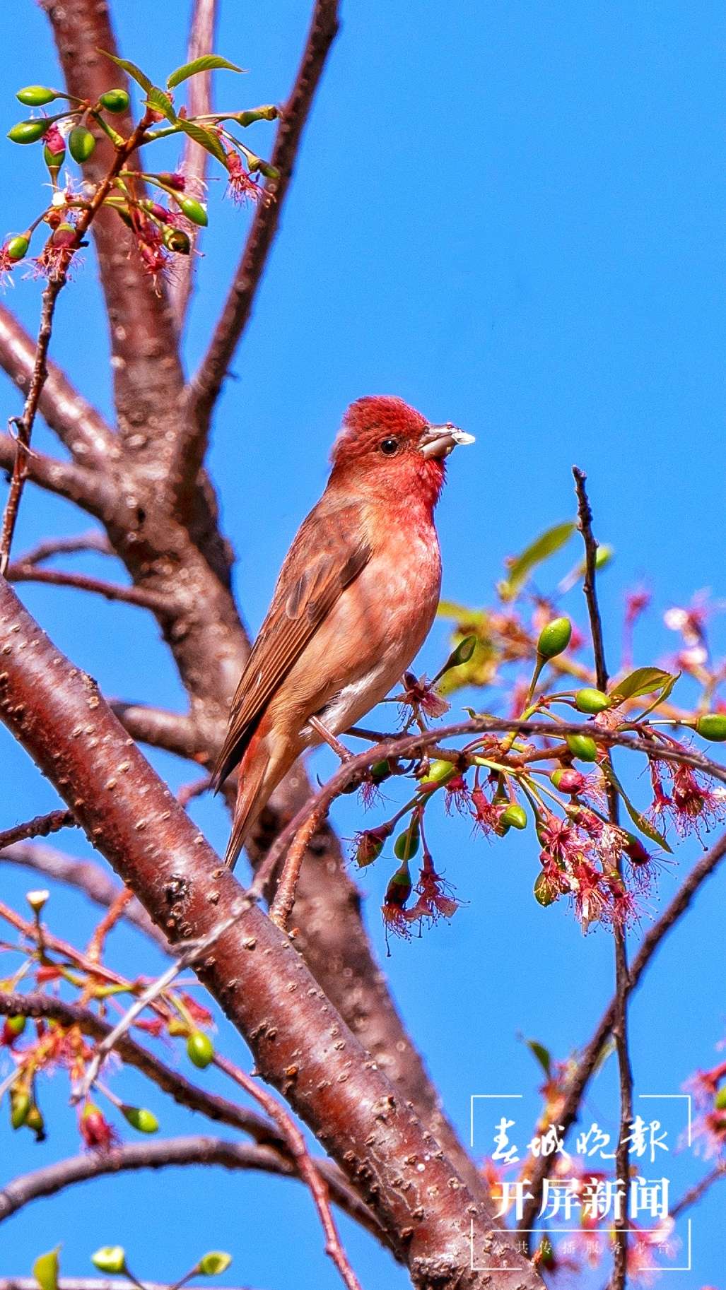 朱雀-张毅诚  摄.jpg