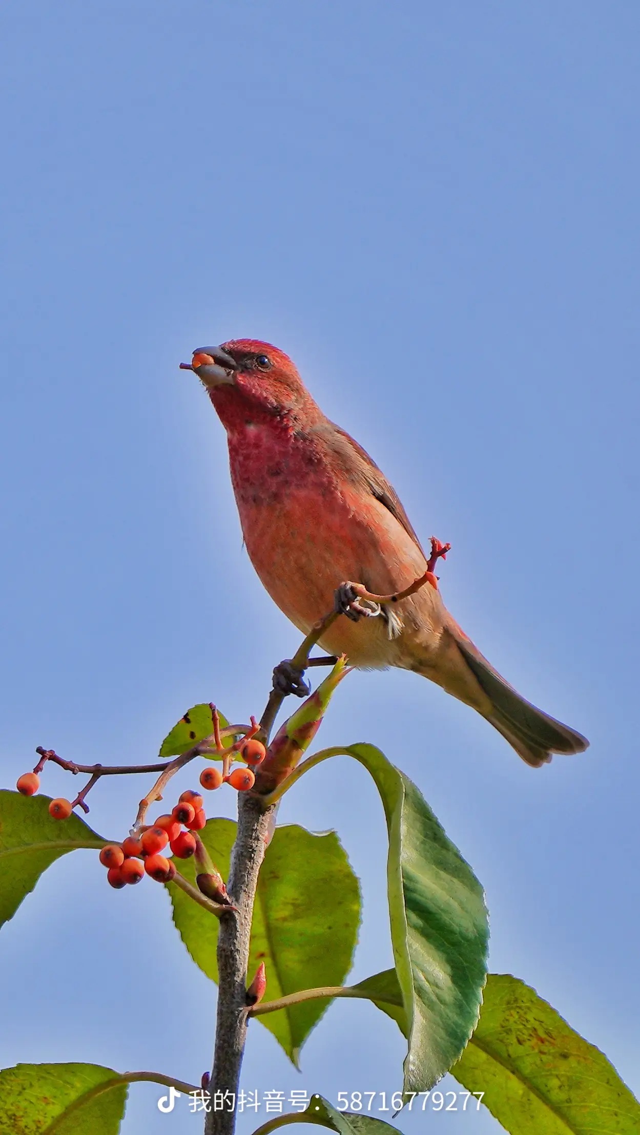 朱雀2-张毅诚  摄.jpg