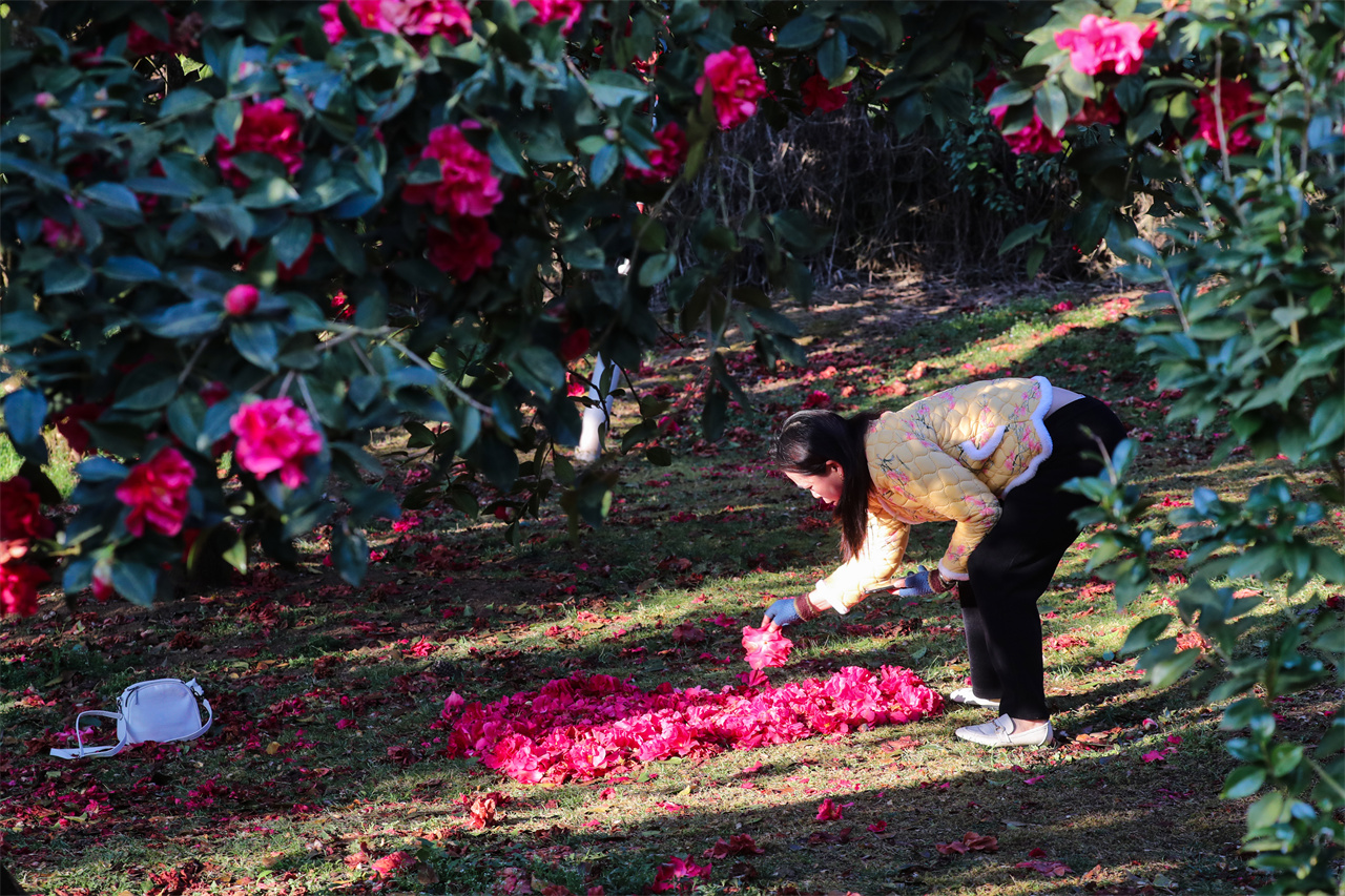 茶花基地花鸟20240301刘正凡摄 (3).JPG