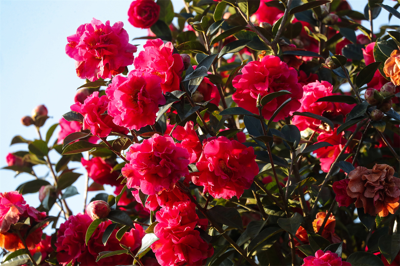 茶花基地花鸟20240301刘正凡摄 (26).JPG