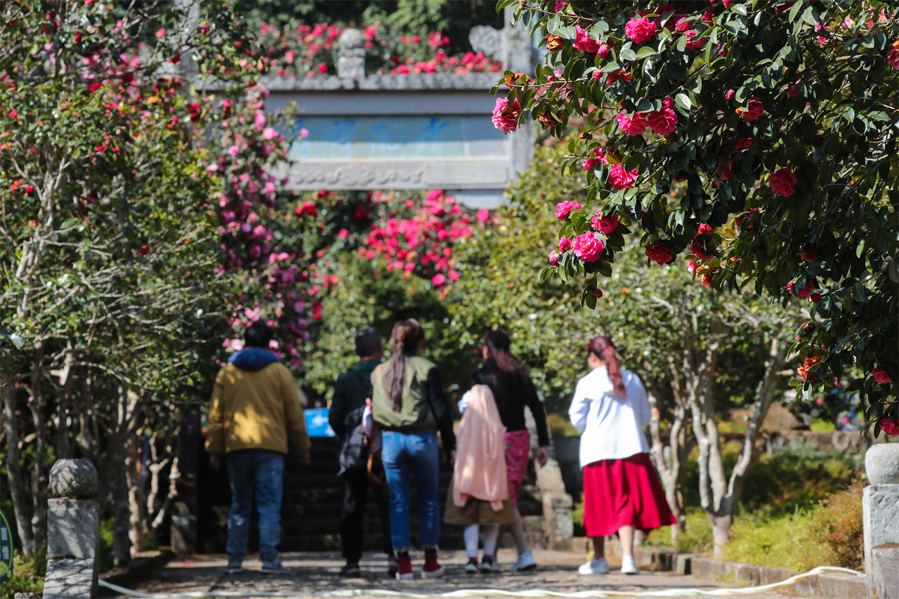 茶花基地花鸟20240301刘正凡摄 (349).JPG