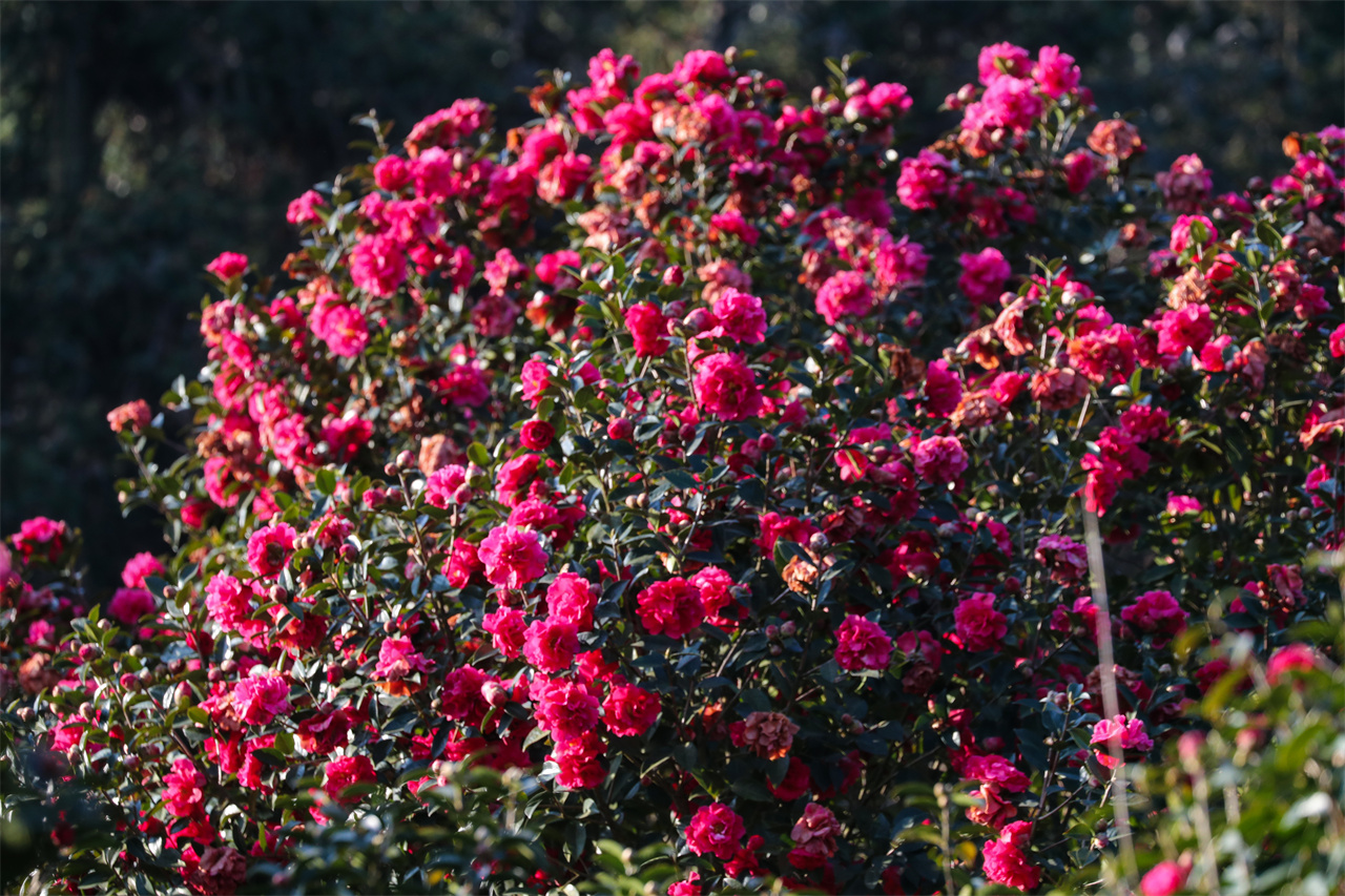 茶花基地花鸟20240301刘正凡摄 (37).JPG