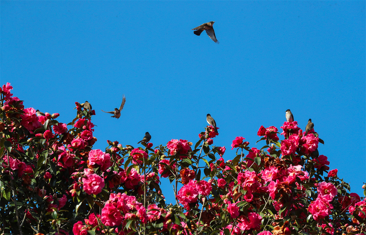 1刘正凡摄 (263).jpg