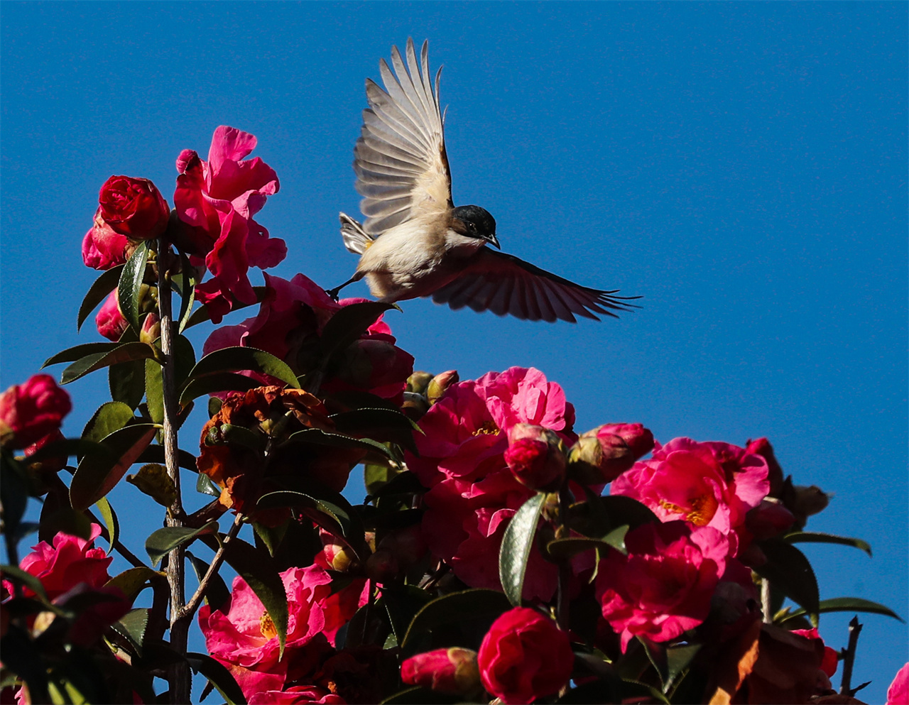 3刘正凡摄 (130).jpg