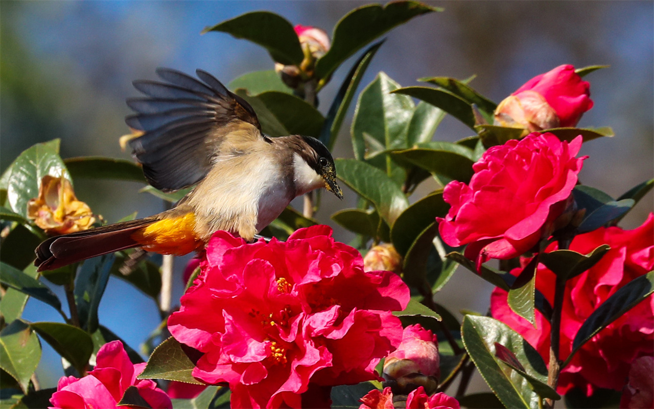 4刘正凡摄 (66).jpg