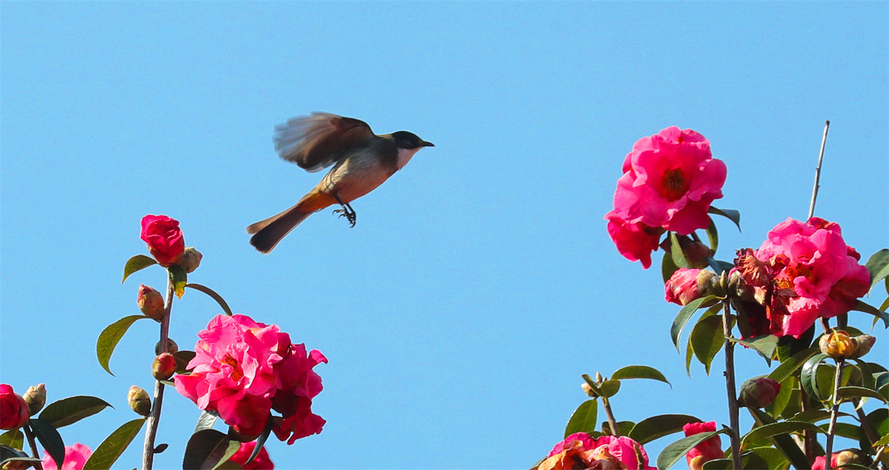 2刘正凡摄 (241).jpg