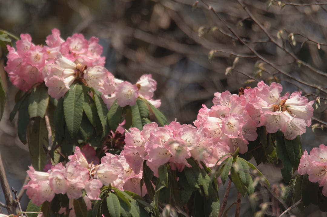 2024.3.4-杜鹃花-赵齐源摄---(1).jpg