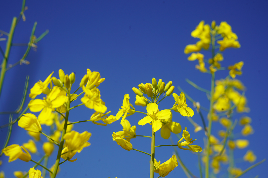 2024.3.3-油菜花-赵媛蕊摄-(10).jpg