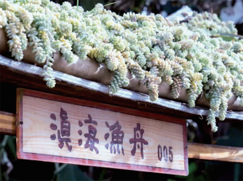 年产4.2亿盆！滇池南岸这个多肉村藏不住啦