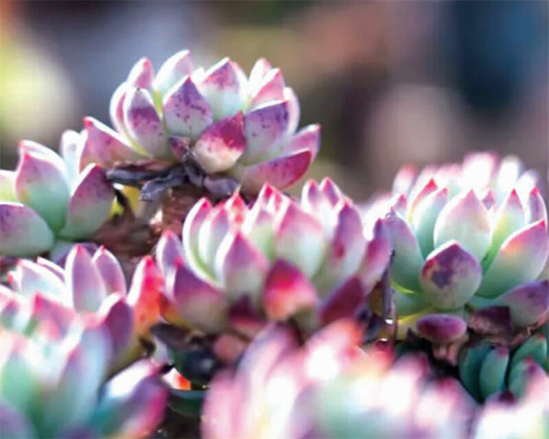 年产4.2亿盆！滇池南岸这个多肉村藏不住啦