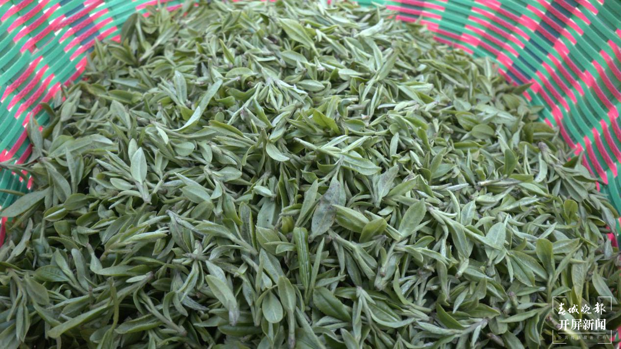 图为采摘的龙井茶鲜叶  胡俊 拍摄时间：3月4日.png