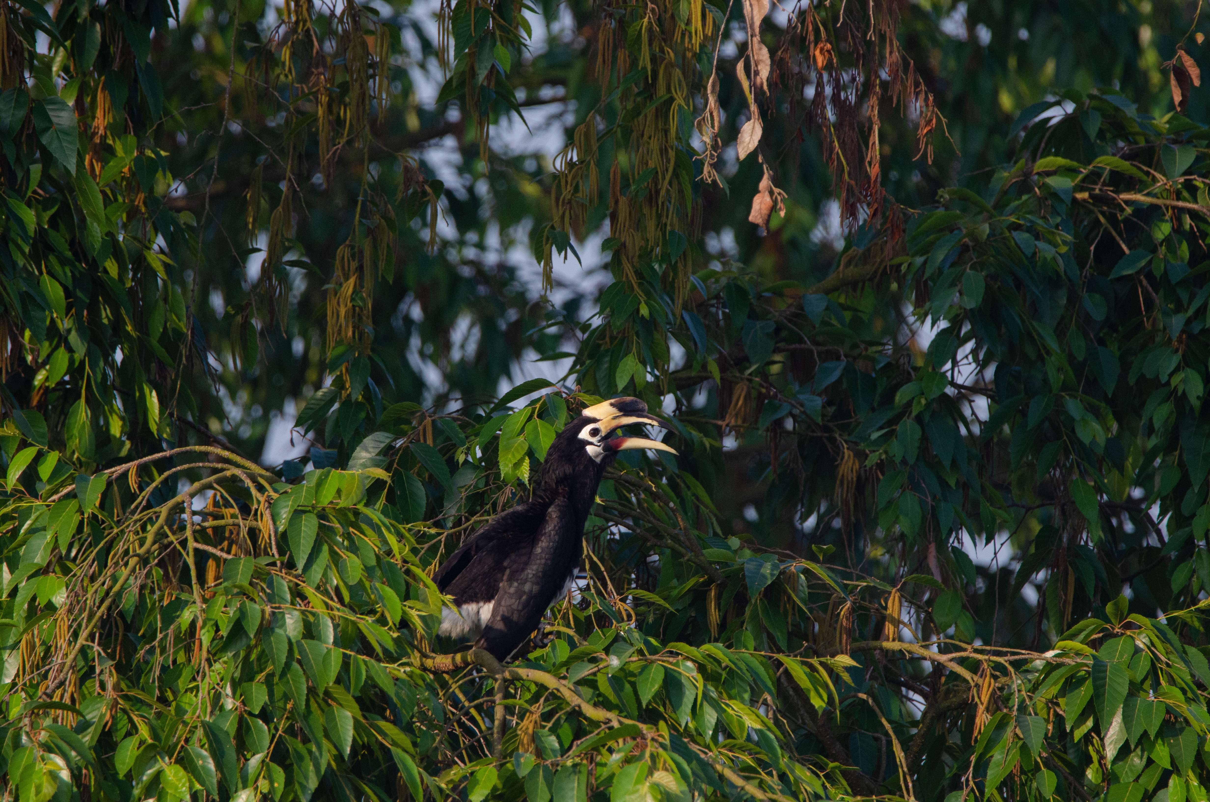 冠斑犀鸟栖息于小叶榕上 寸德山摄于2月29日风平镇帕底村.jpg