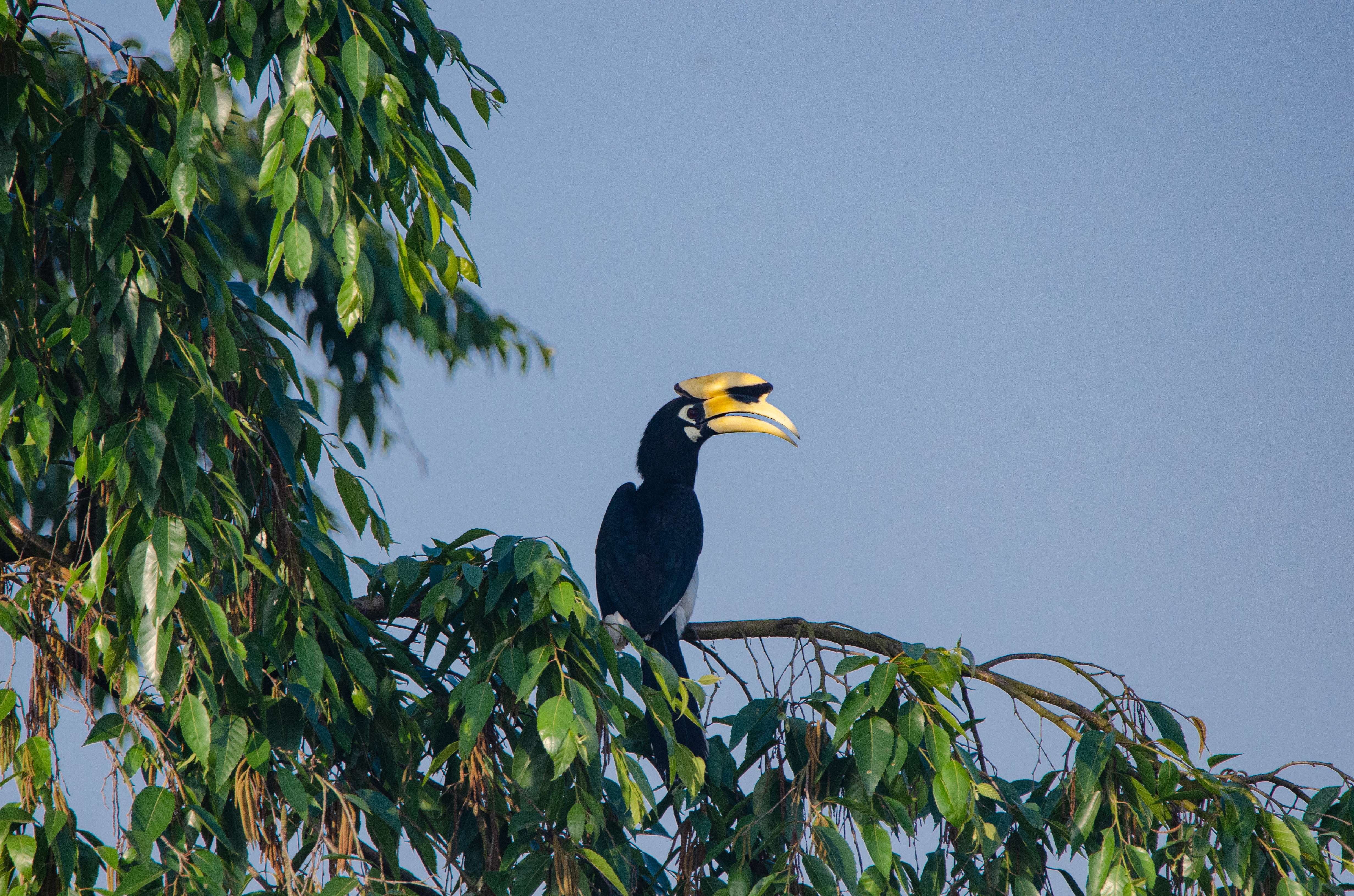 冠斑犀鸟栖息于树上 寸德山摄于2月29日风平镇帕底村 .jpg