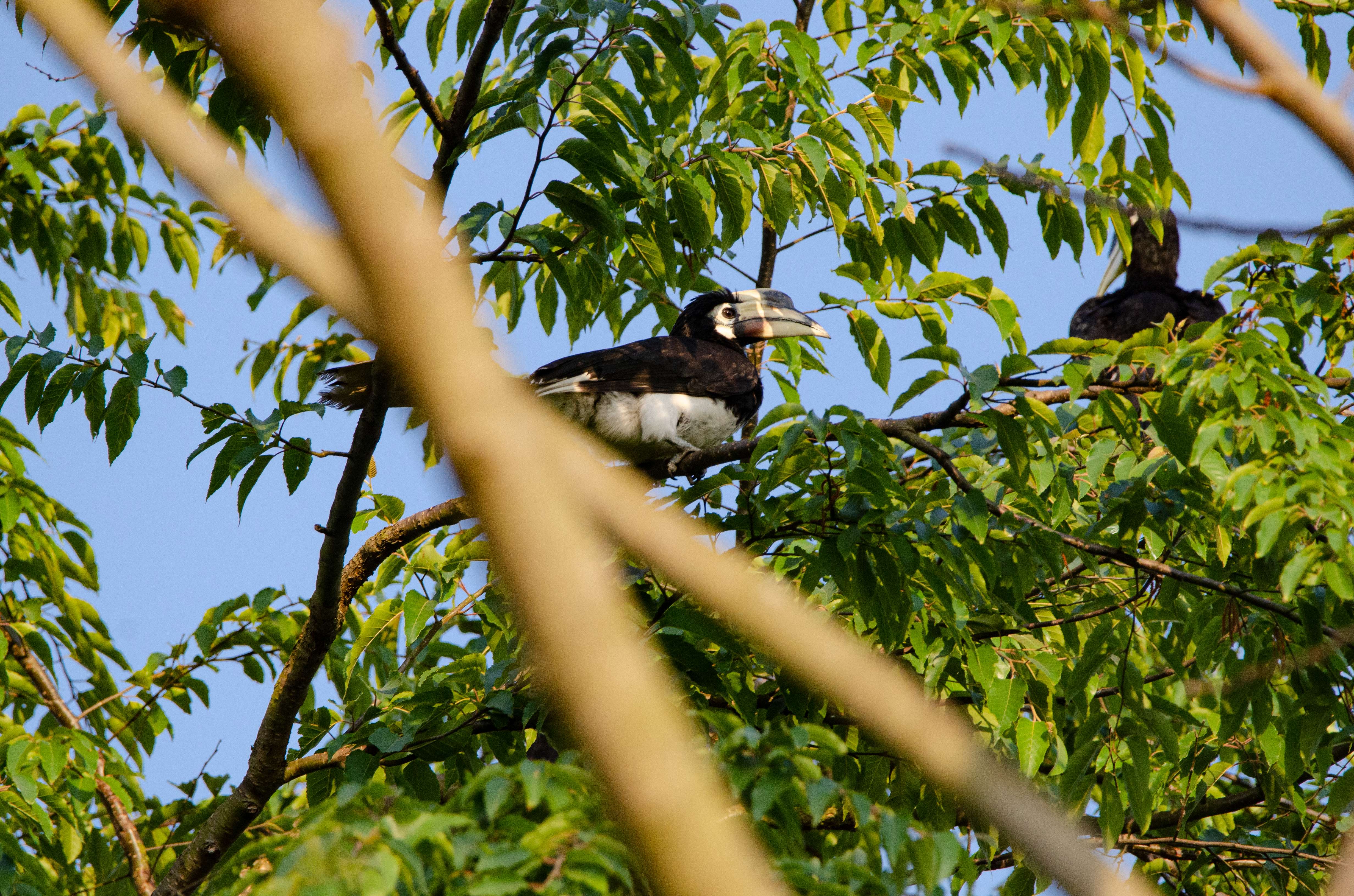 冠斑犀鸟停留于树枝间 寸德山摄于2月29日风平镇帕底村.jpg