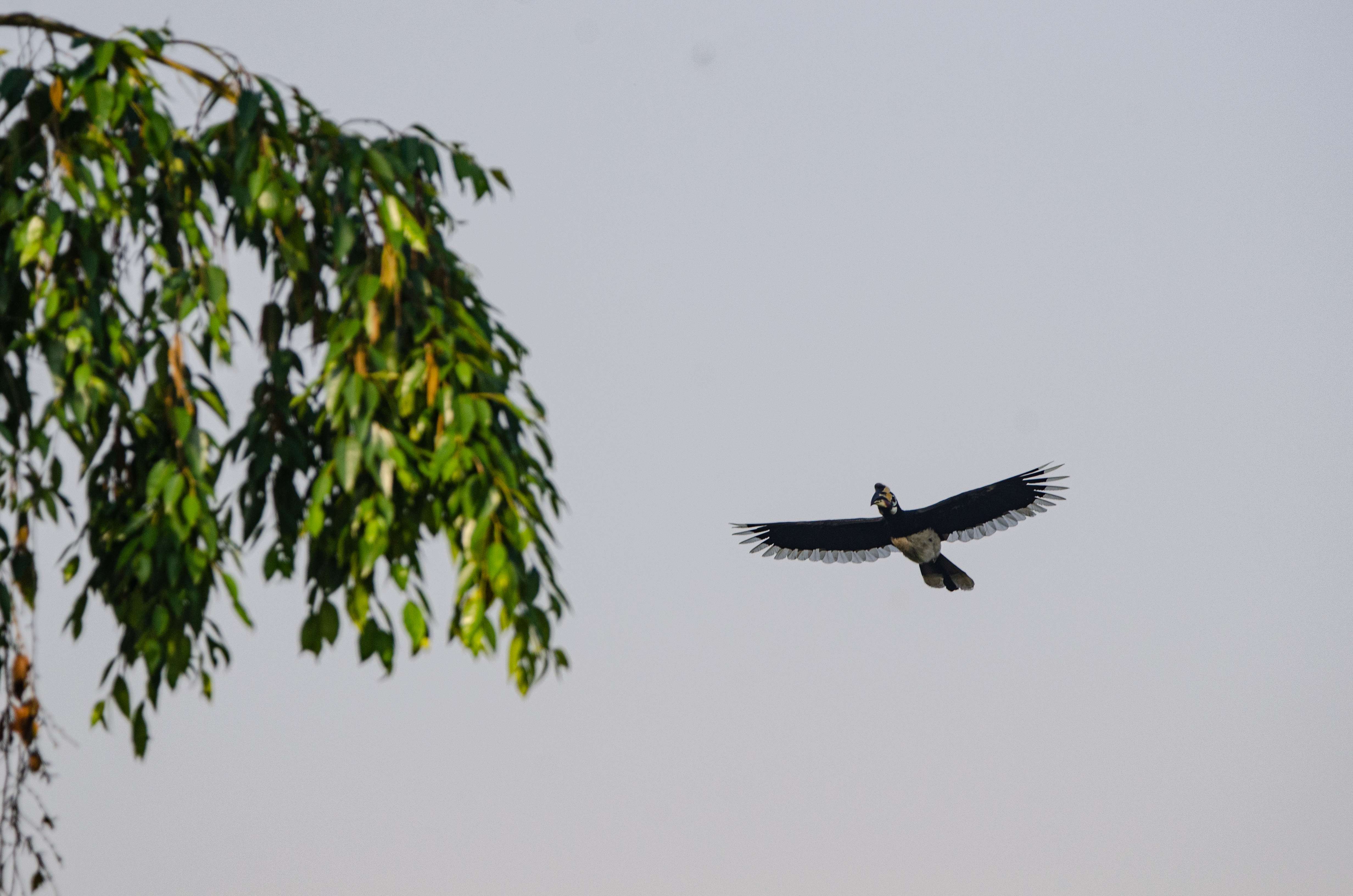 冠斑犀鸟造访德宏州野生动物收容救护中心  寸德山摄于2月29日风平镇帕底村.jpg