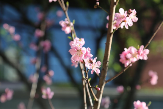 寻找校园最美春天（七彩云南小学  孙瑜檬）130.png