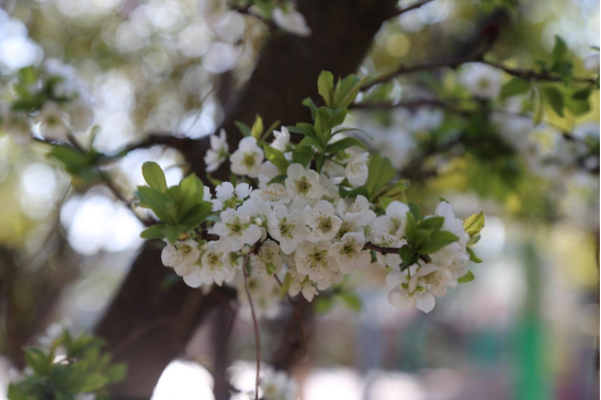 寻找校园最美春天（七彩云南小学  孙瑜檬）170.png