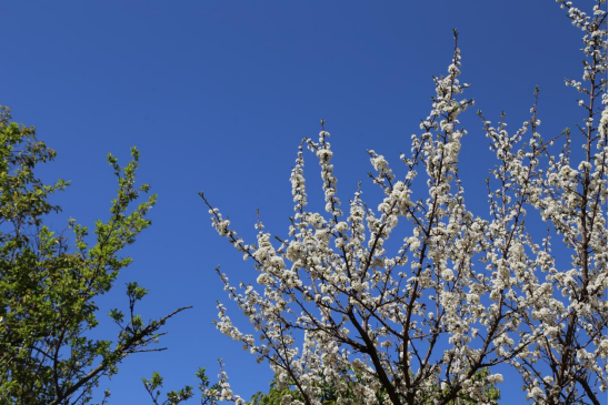 寻找校园最美春天（七彩云南小学  孙瑜檬）209.png