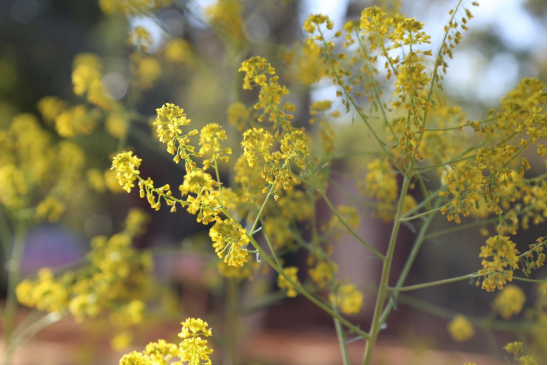 寻找校园最美春天（七彩云南小学  孙瑜檬）292.png