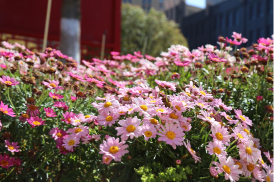 寻找校园最美春天（七彩云南小学  孙瑜檬）250.png