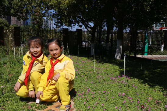 寻找校园最美春天（七彩云南小学  孙瑜檬）341.png