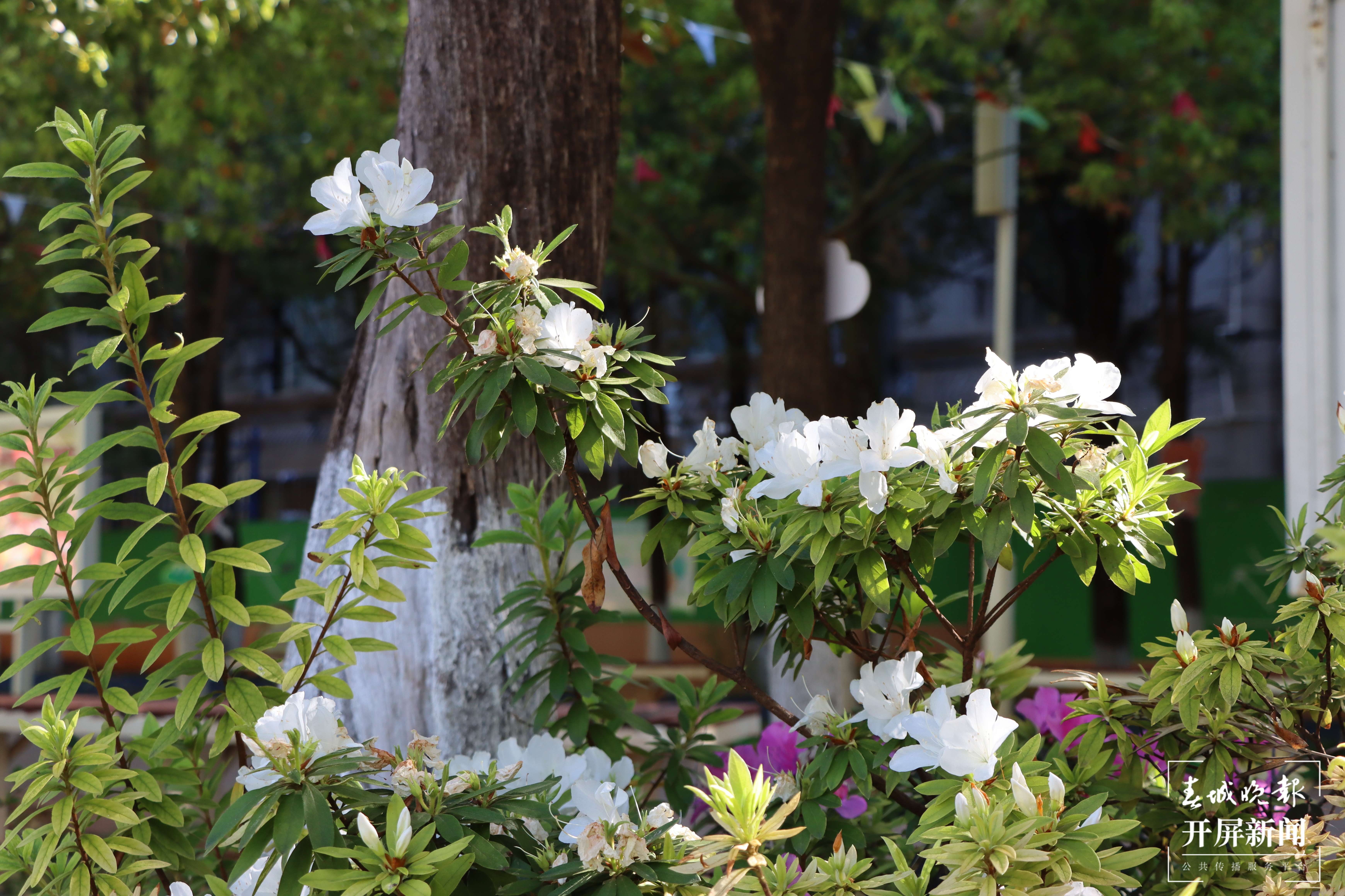 昆理工附小春色