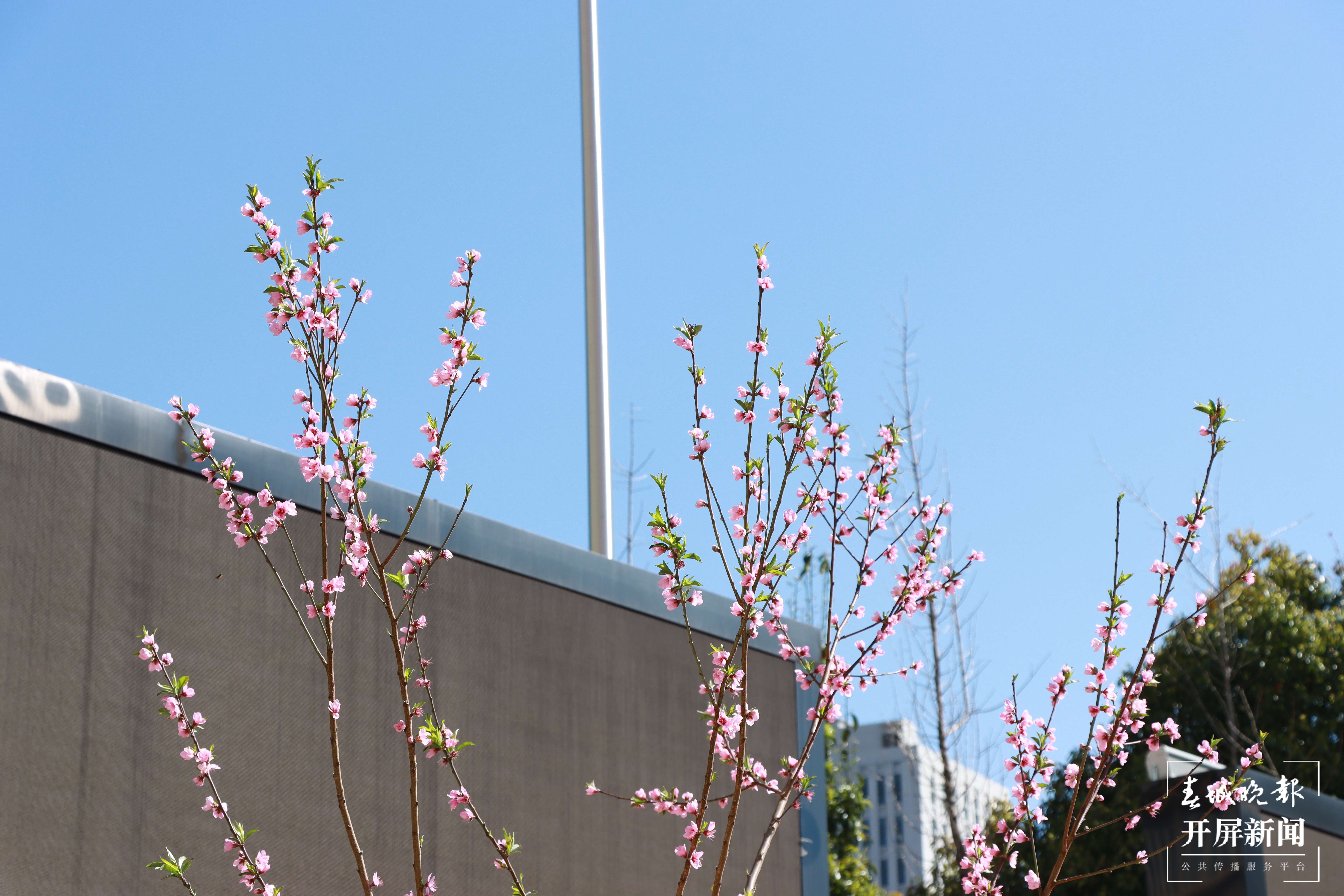 昆理工附小春色