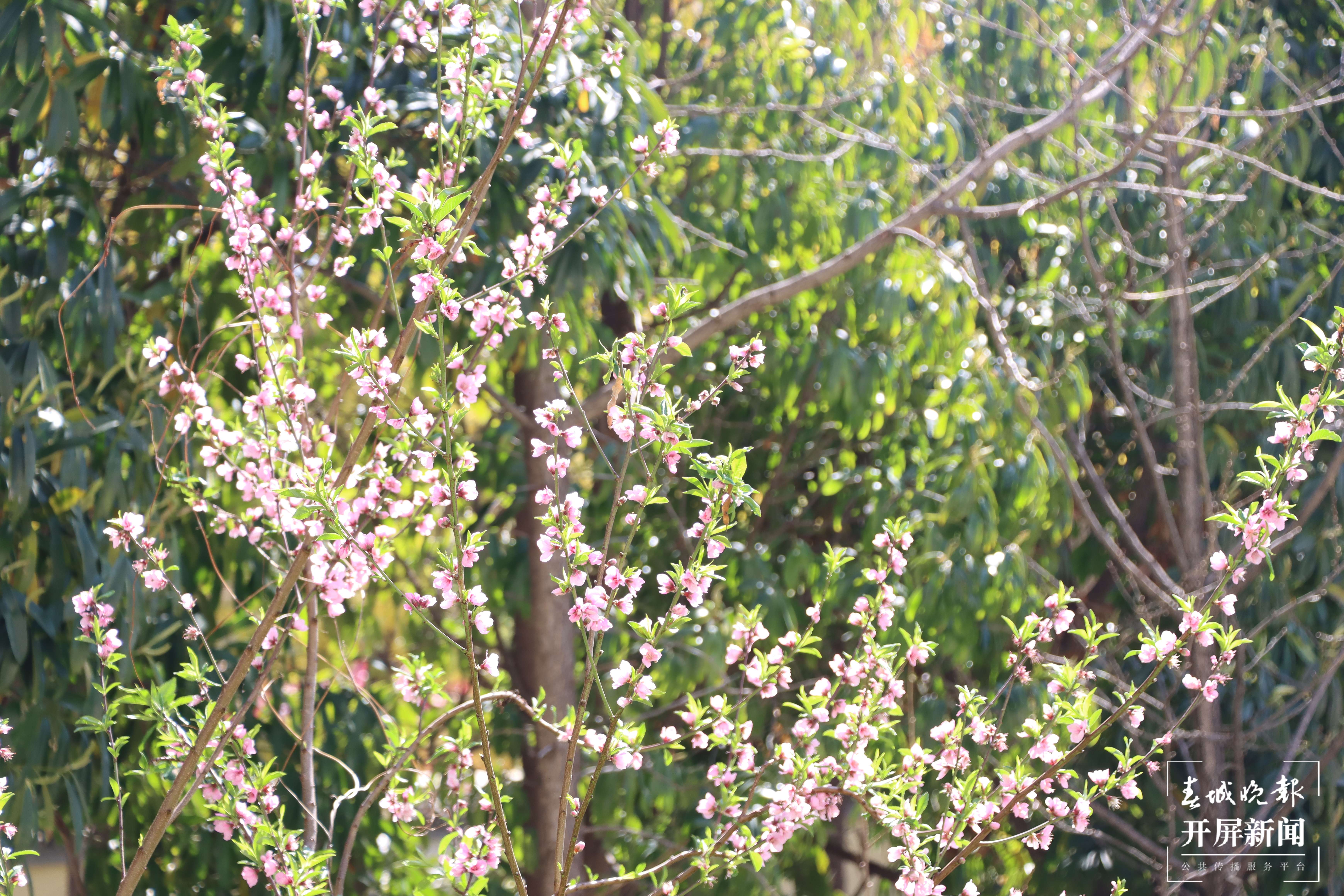 昆理工附小春色