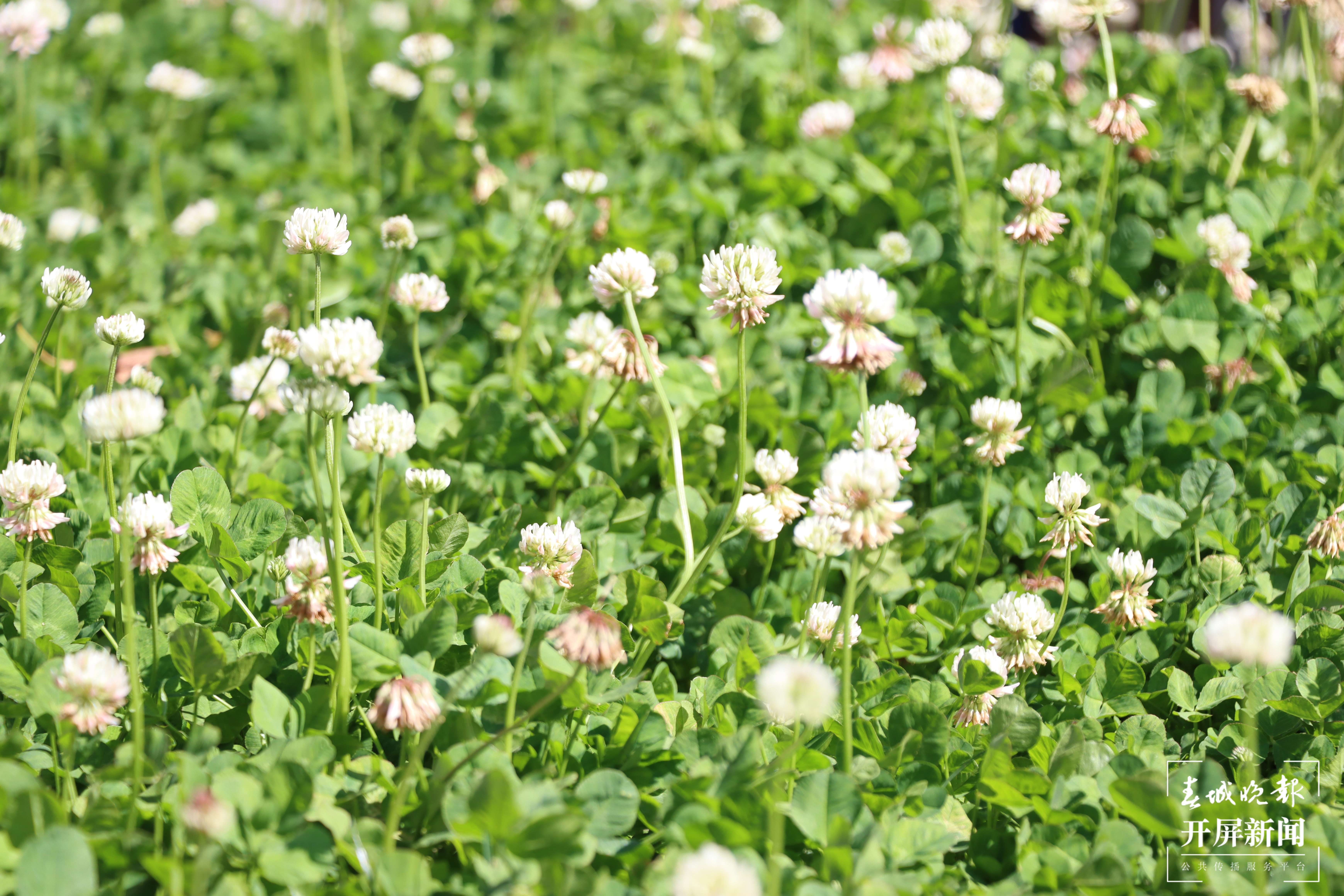 昆理工附小春色