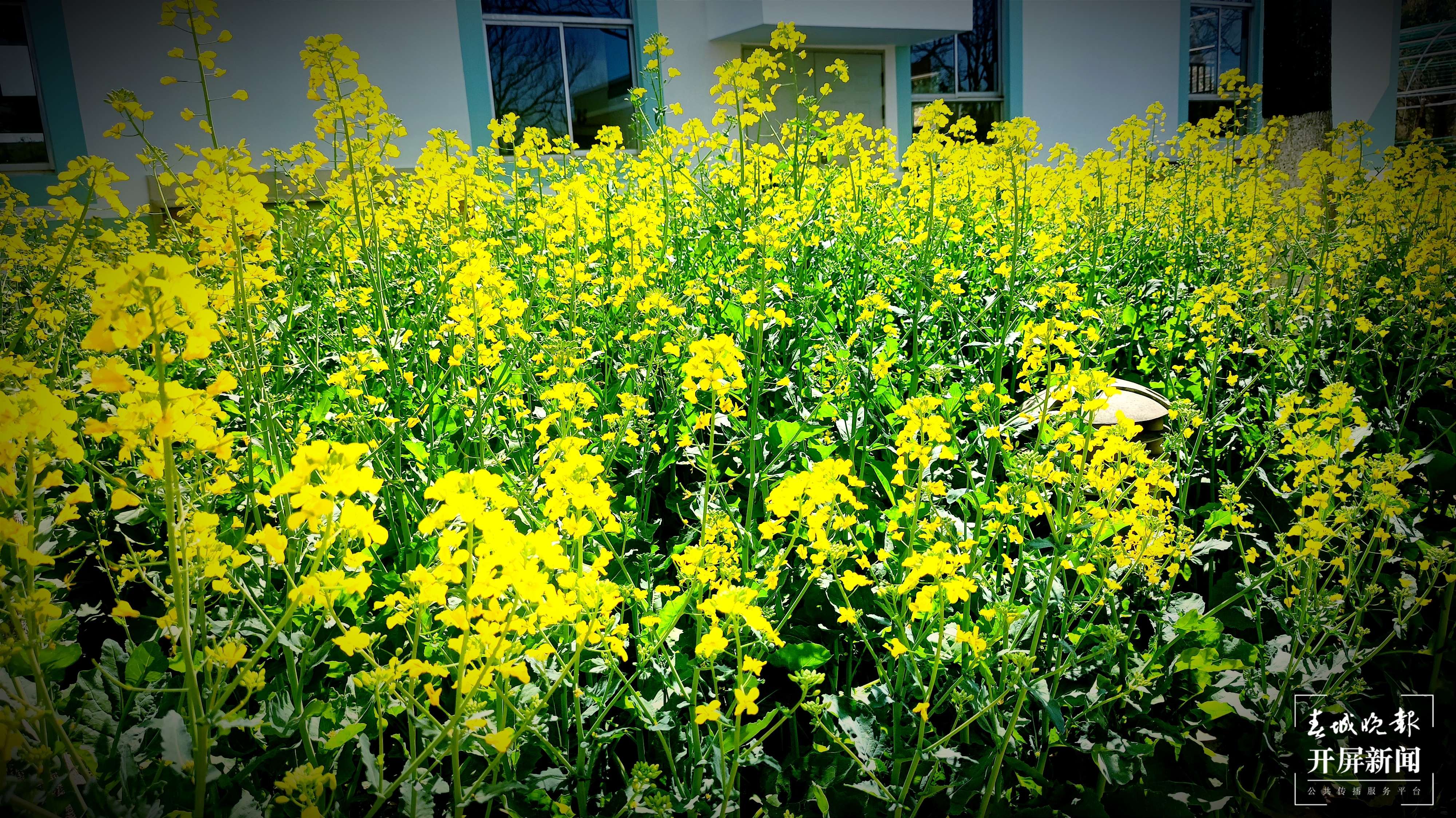 呈贡区大渔小学