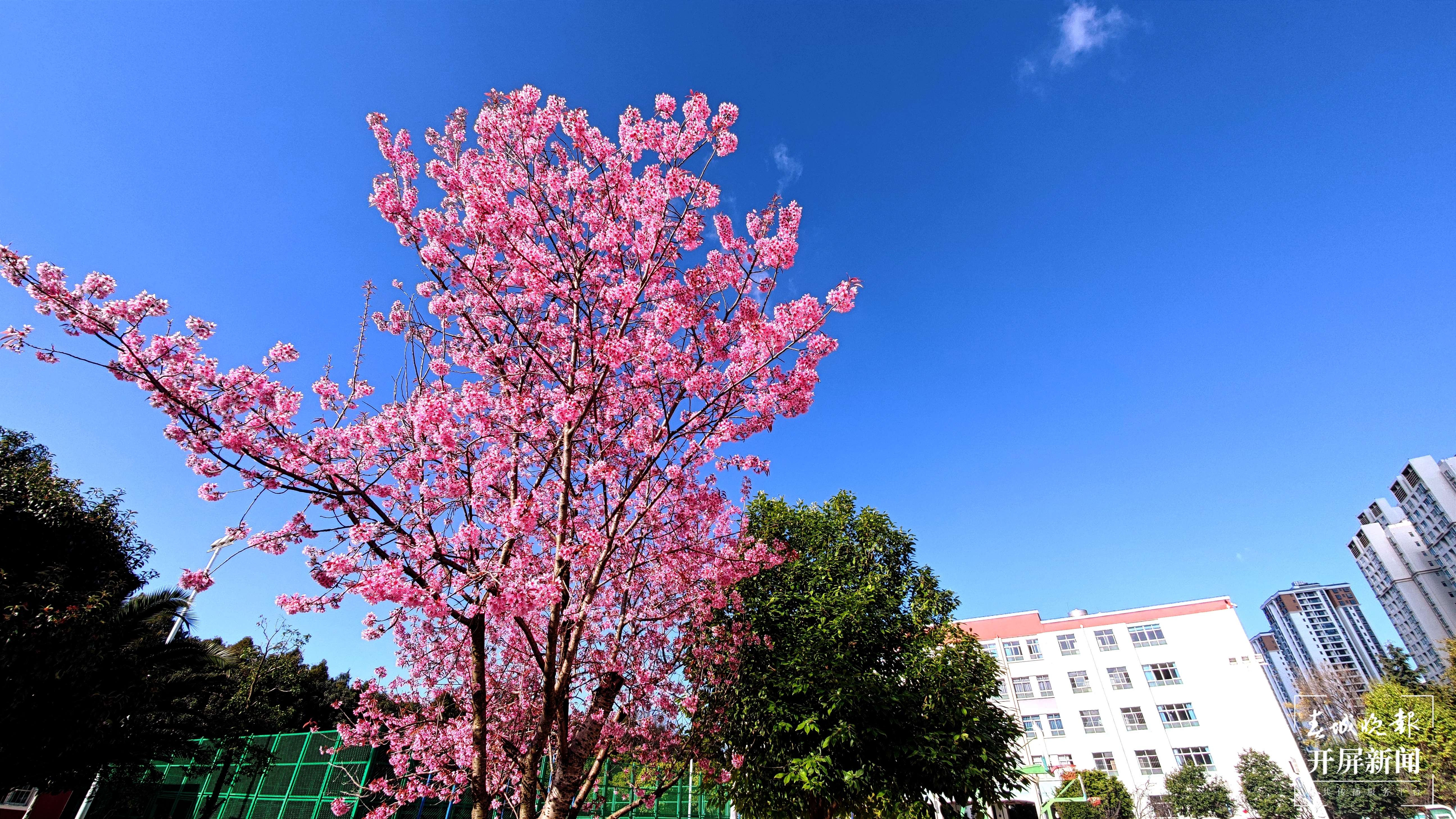 呈贡区大渔小学