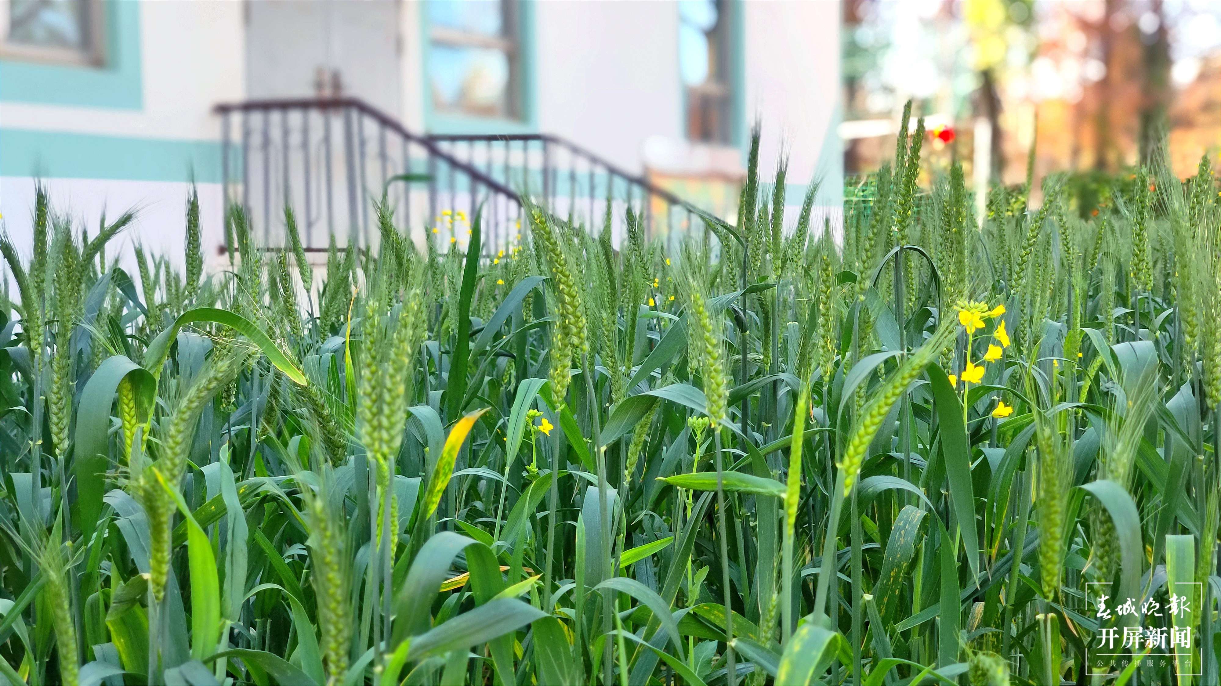 呈贡区大渔小学