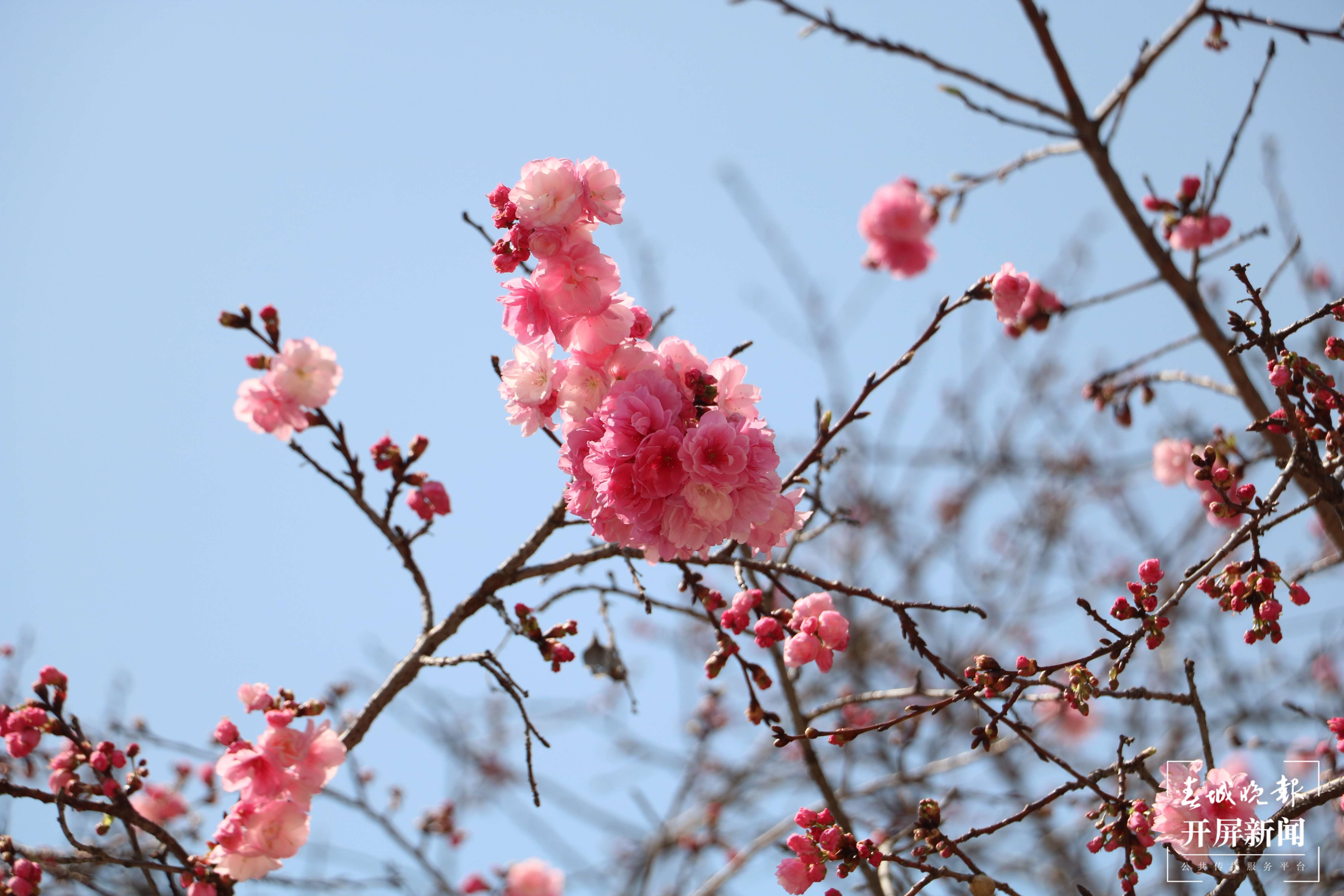 昆理工附中春色