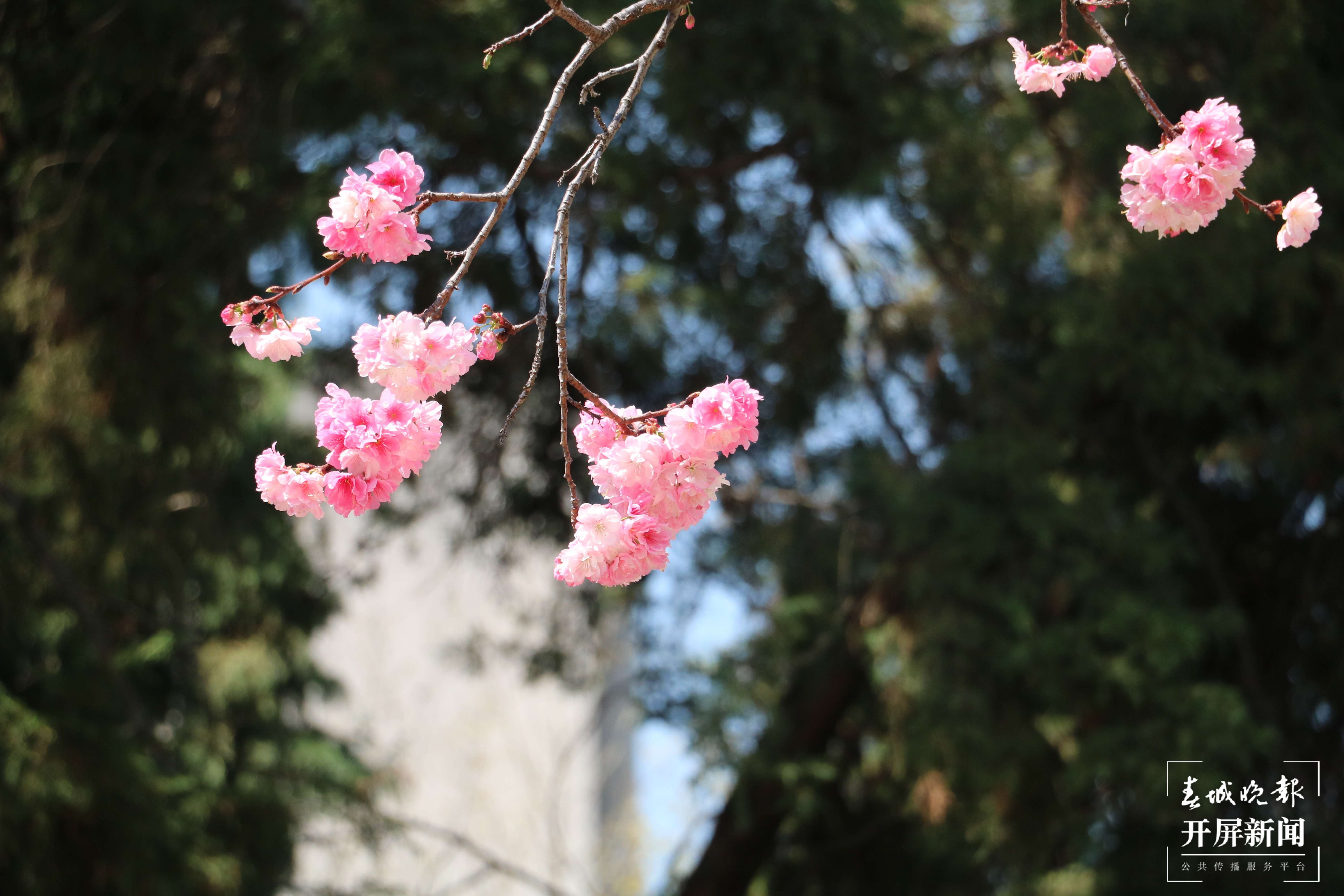 昆理工附中春色