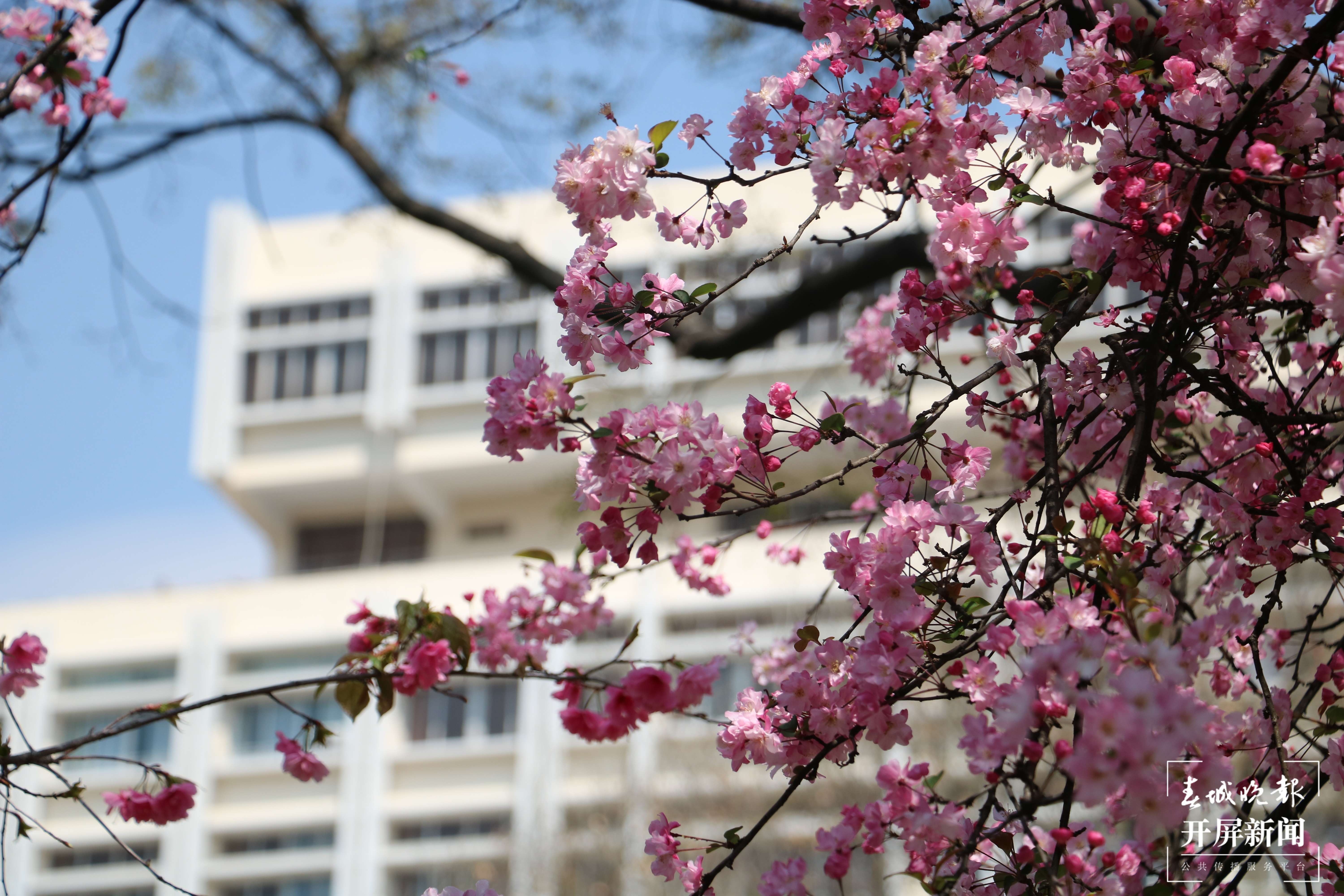 昆理工附中春色