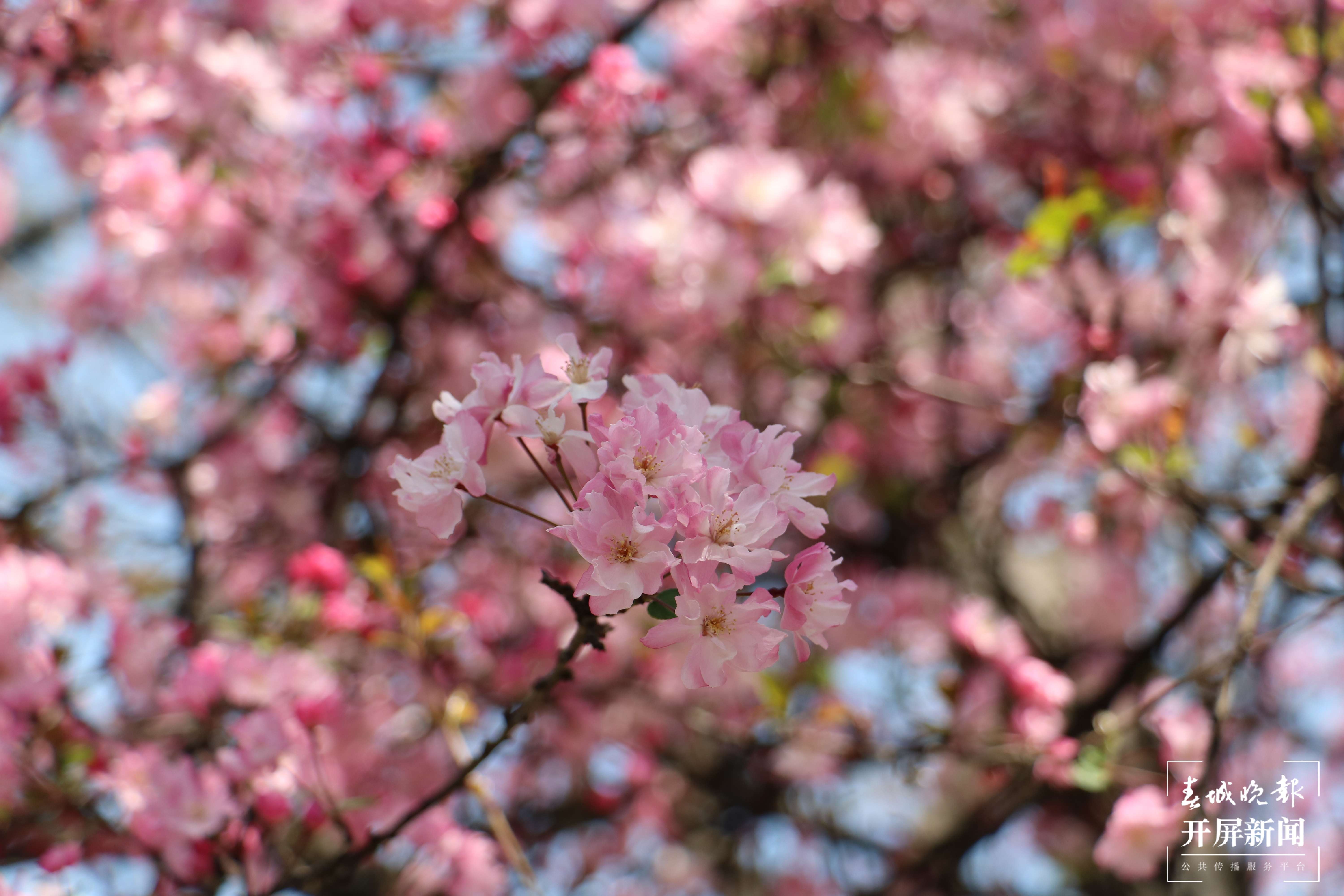 昆理工附中春色