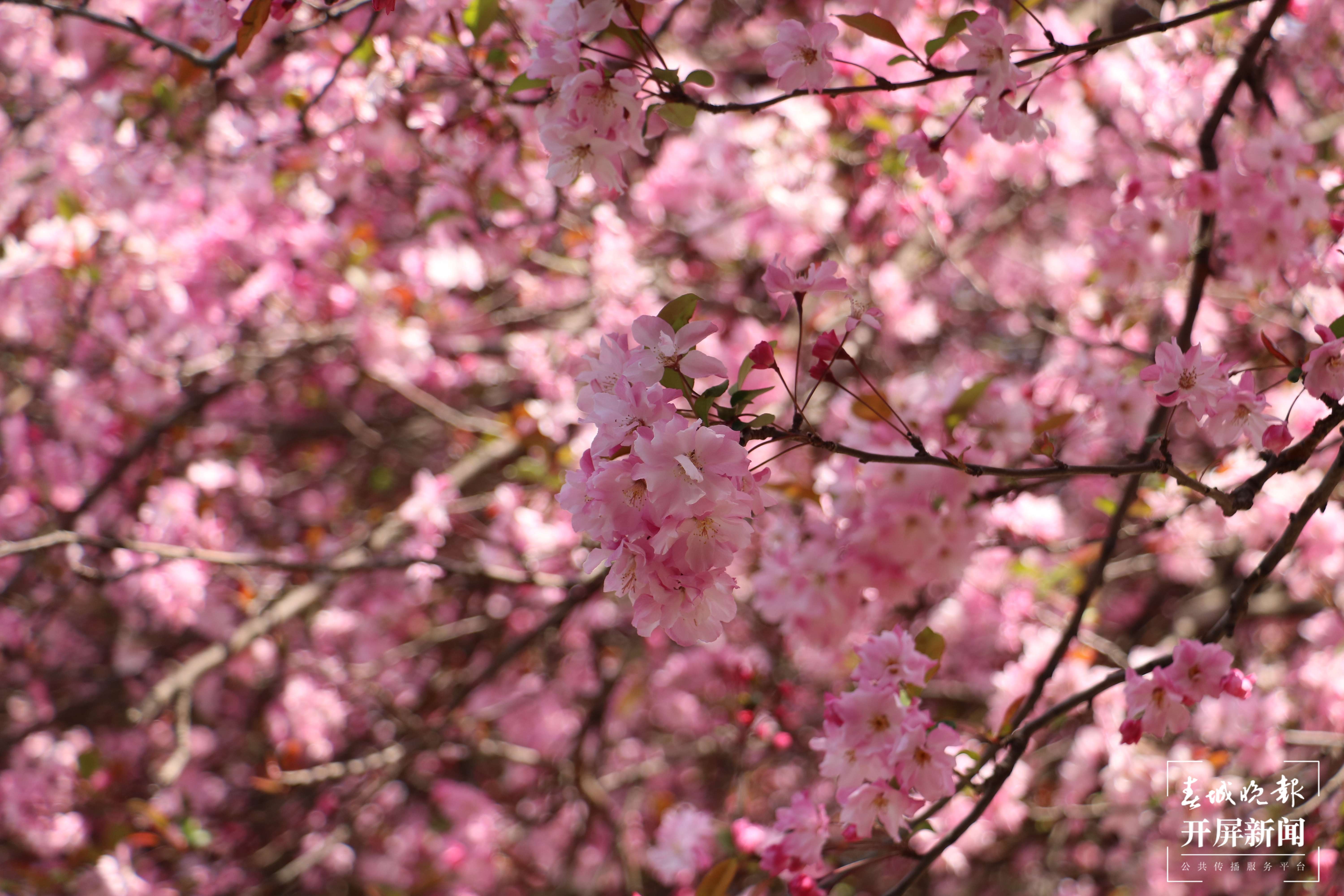 昆理工附中春色