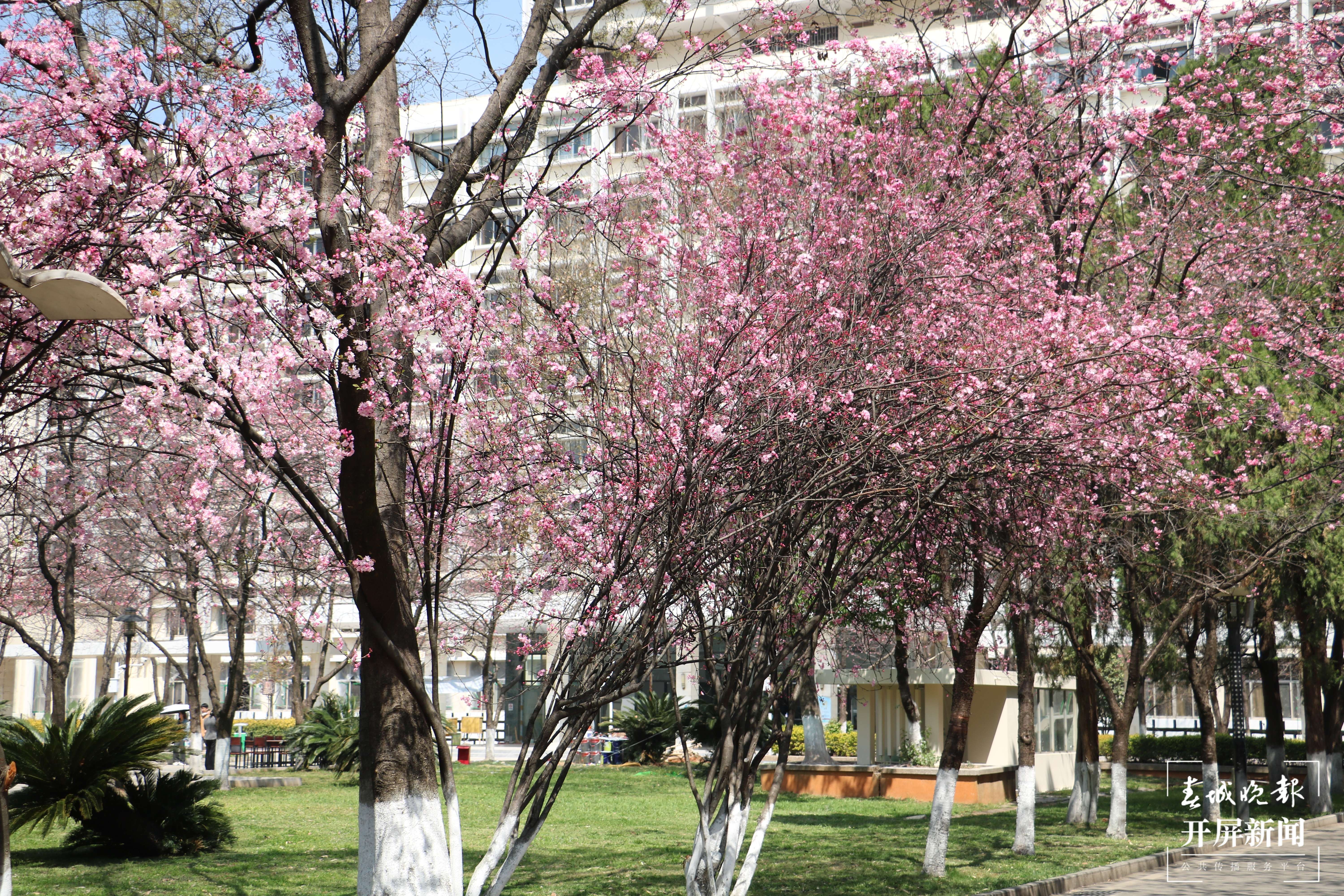 昆理工附中春色